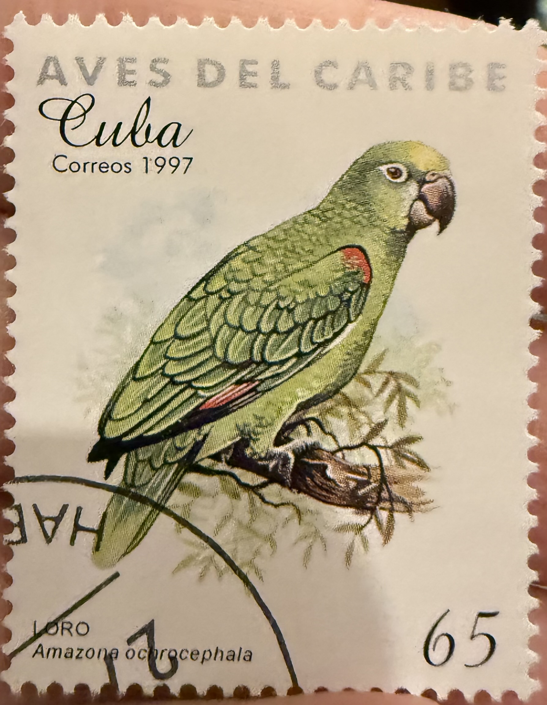 Yellow Crowned Amazon