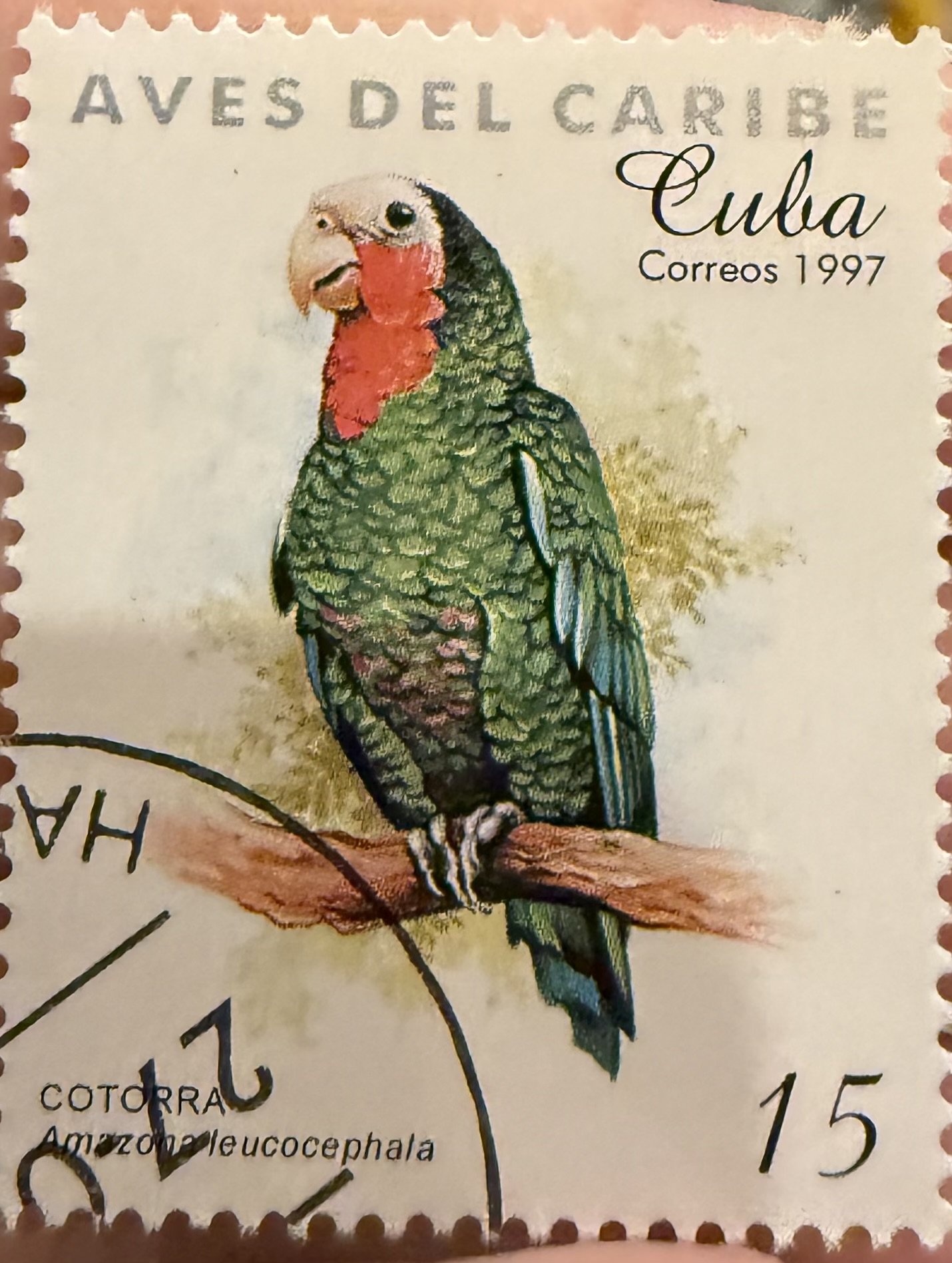 Cuban Amazon Parrot
