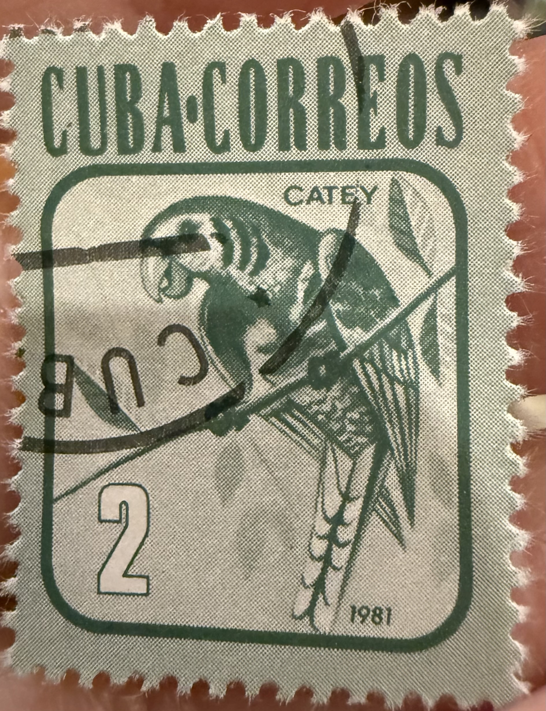 Cuban Parakeet 1981