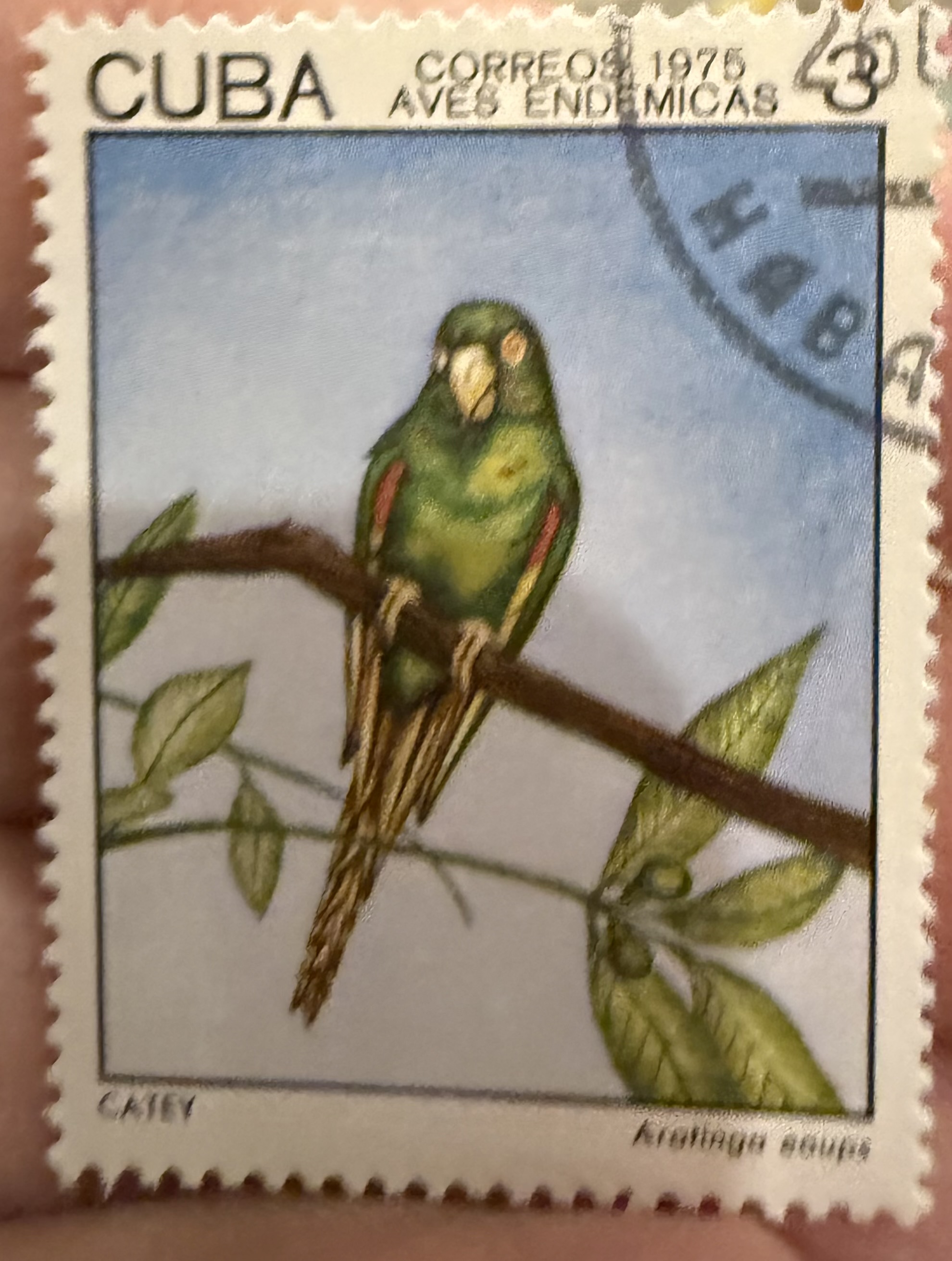 Cuban Parakeet