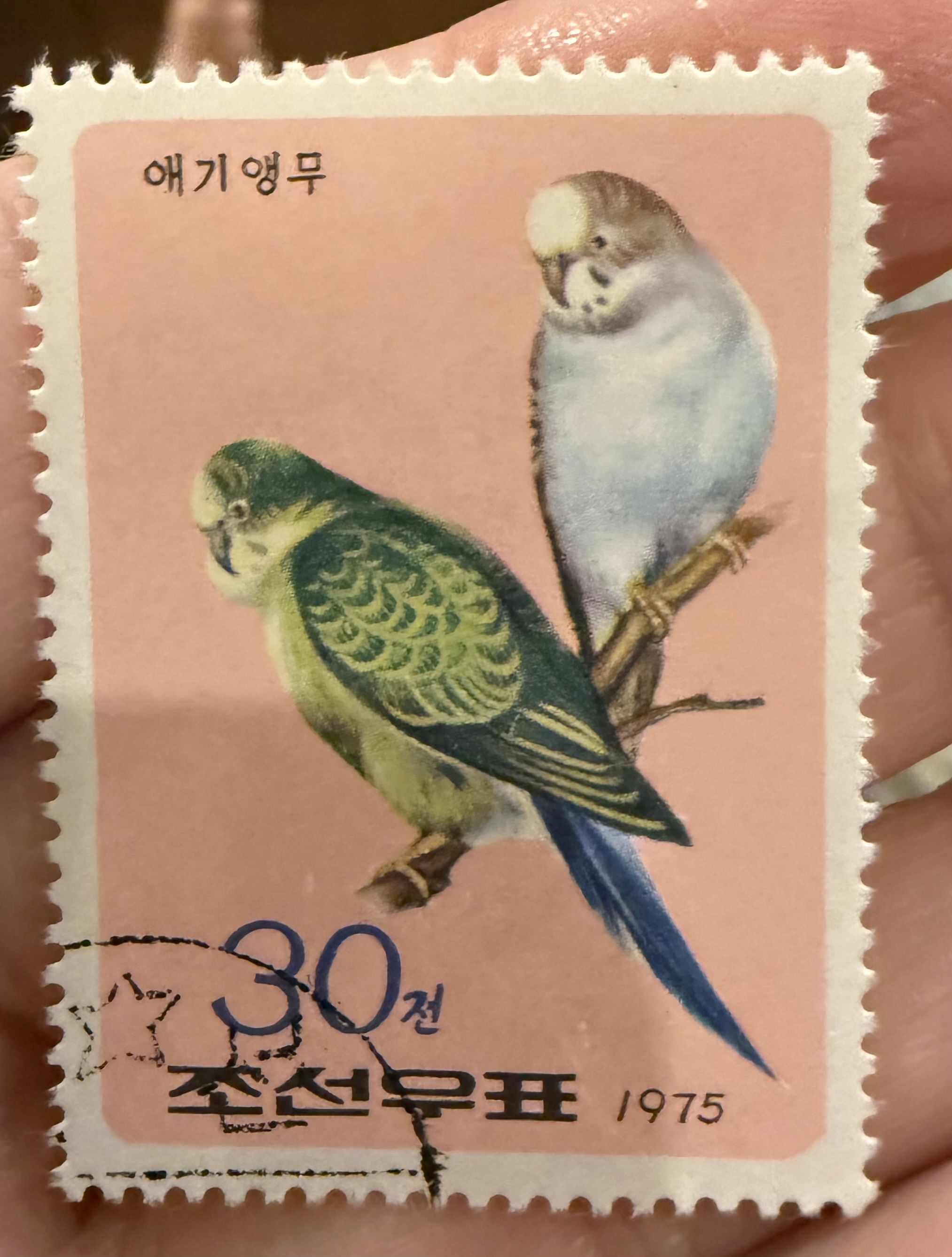 Budgerigars- North Korea