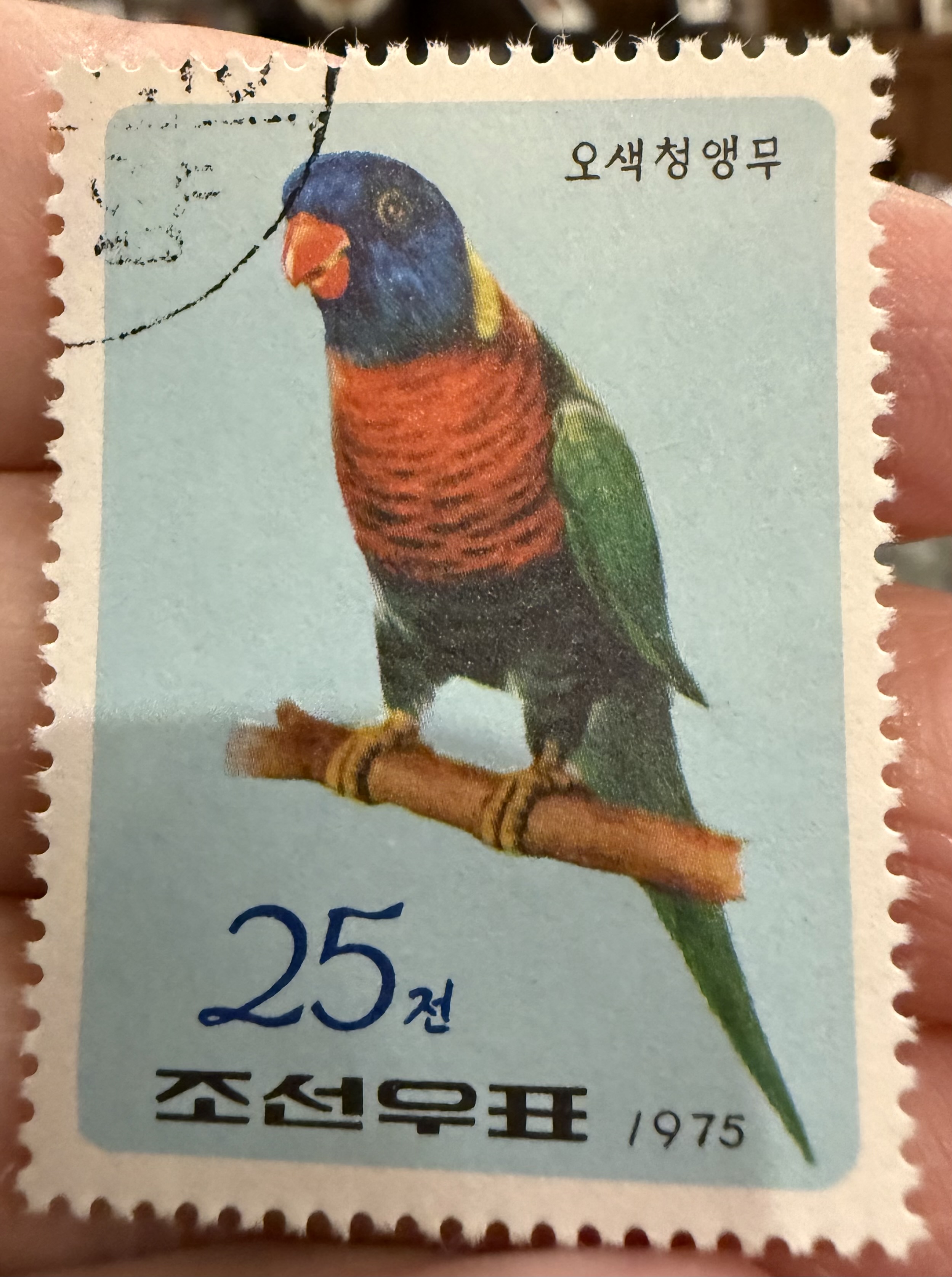 Rainbow Lorikeet