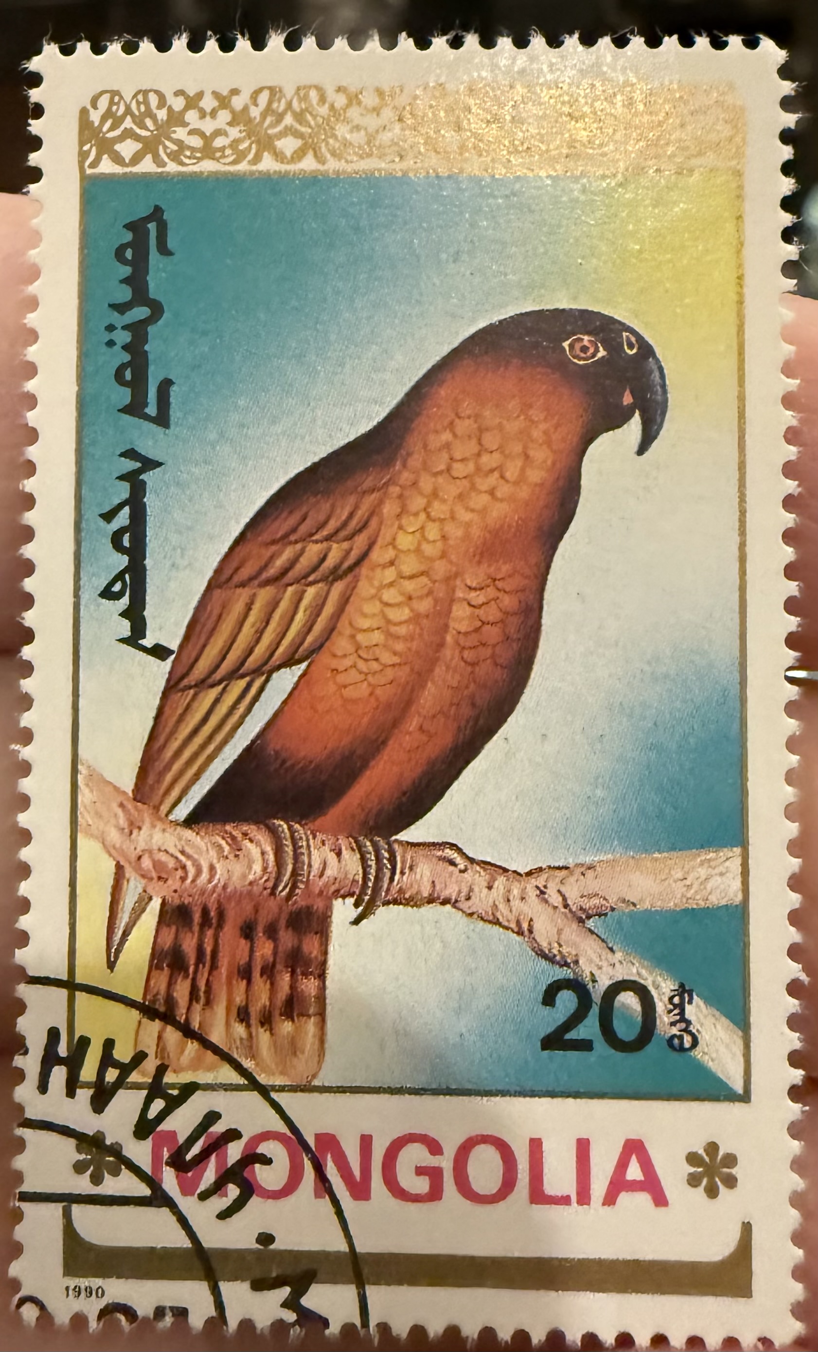 Norfolk Kaka Parrot