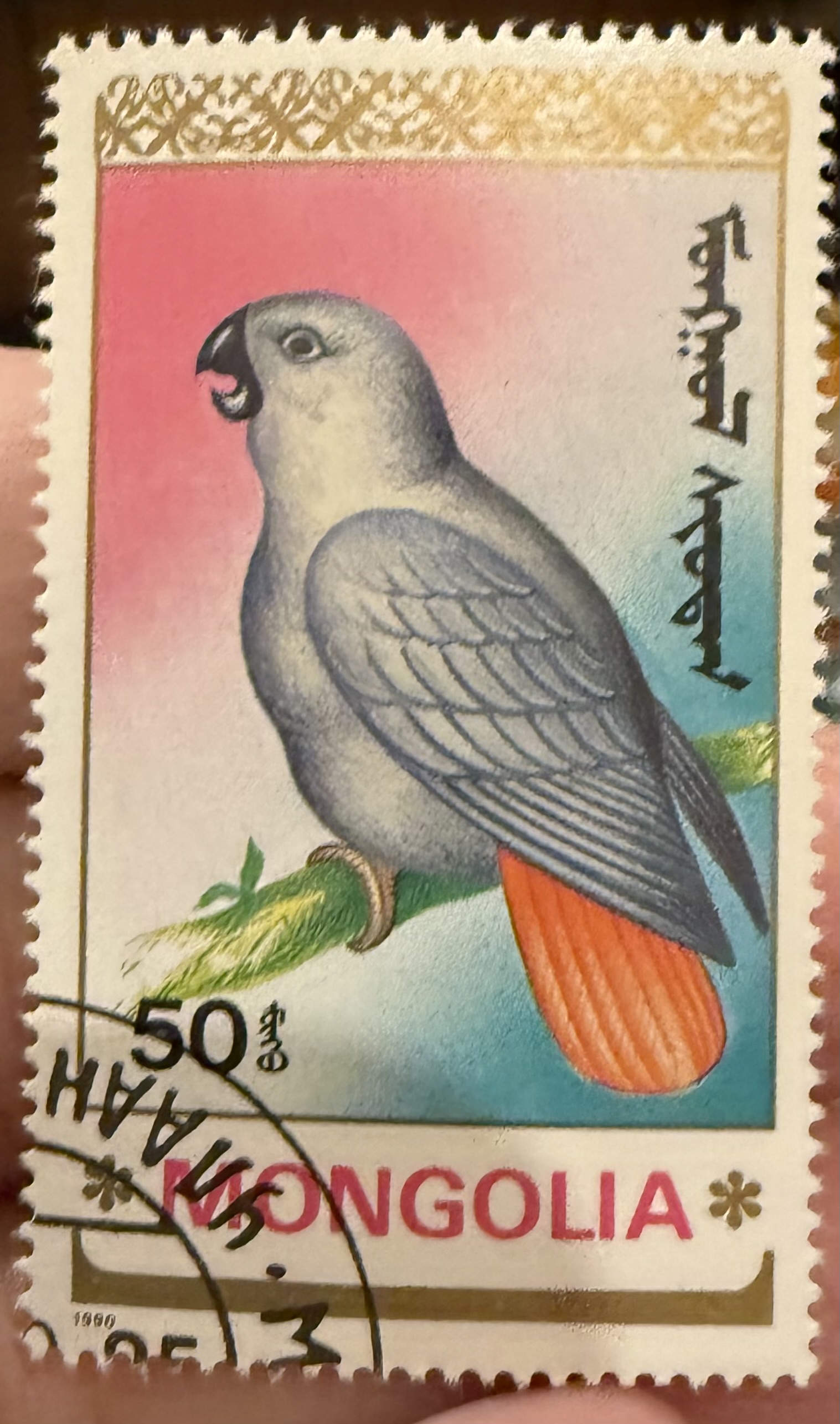 African Grey Parrot-Mongolia