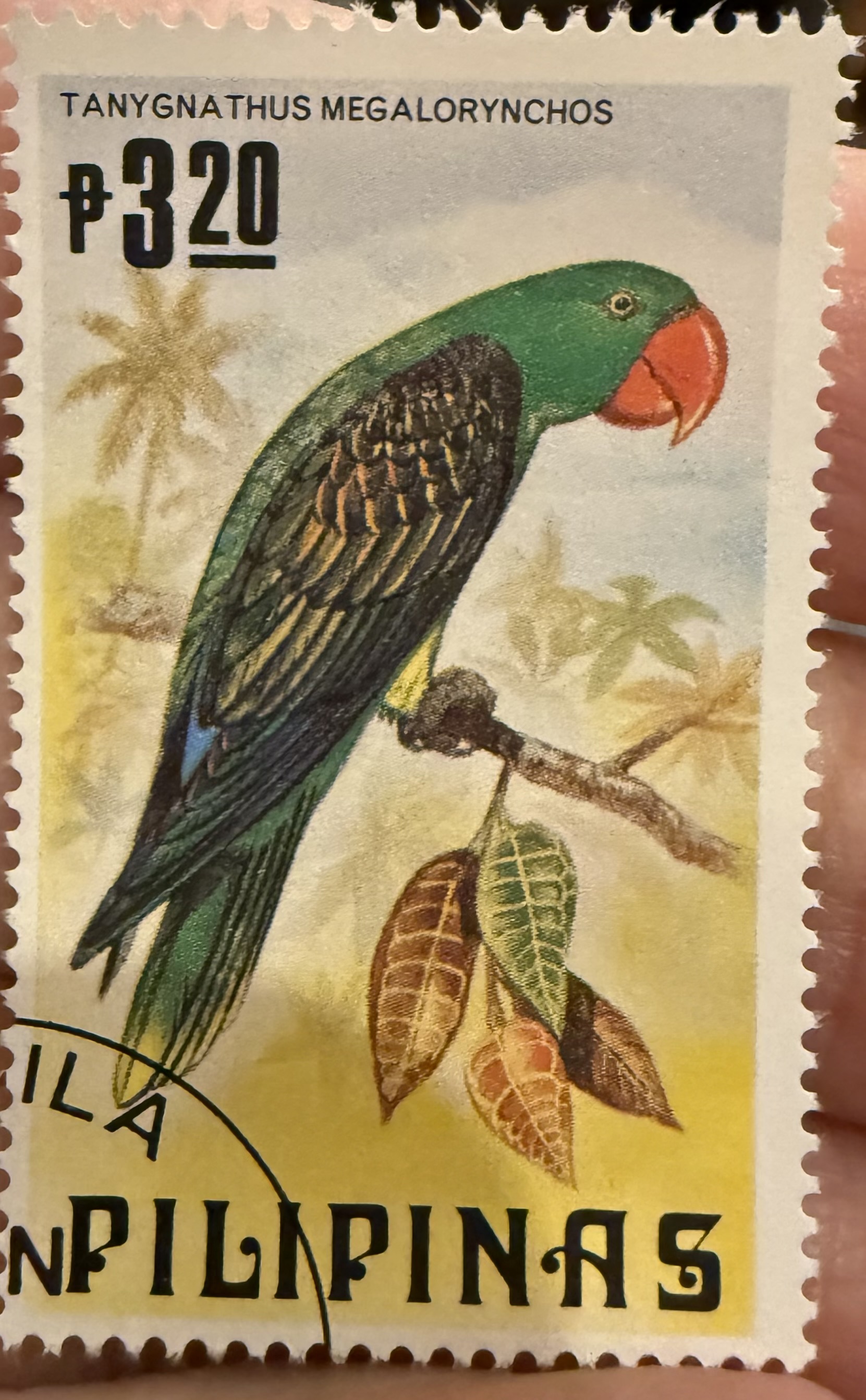 Great Billed Parrot