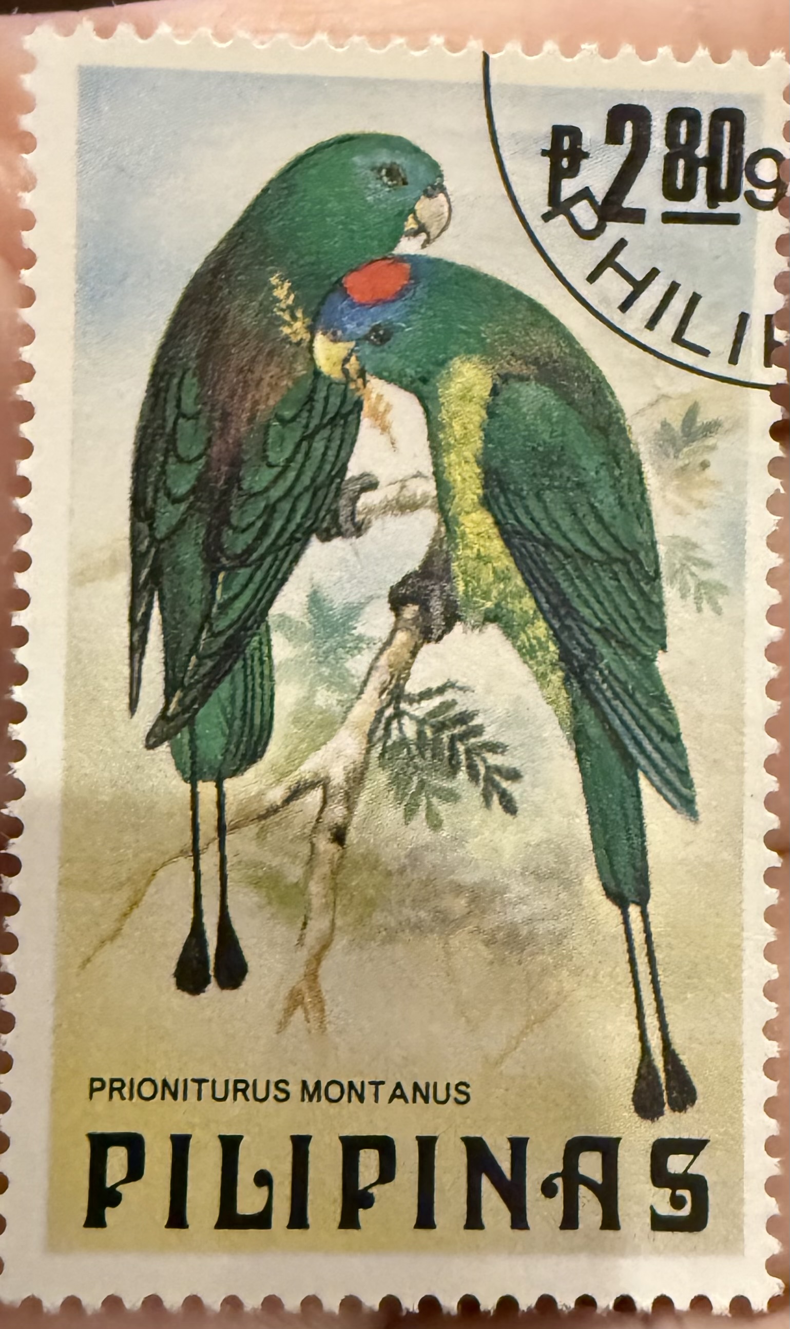 Montane Racket Tail Parrot