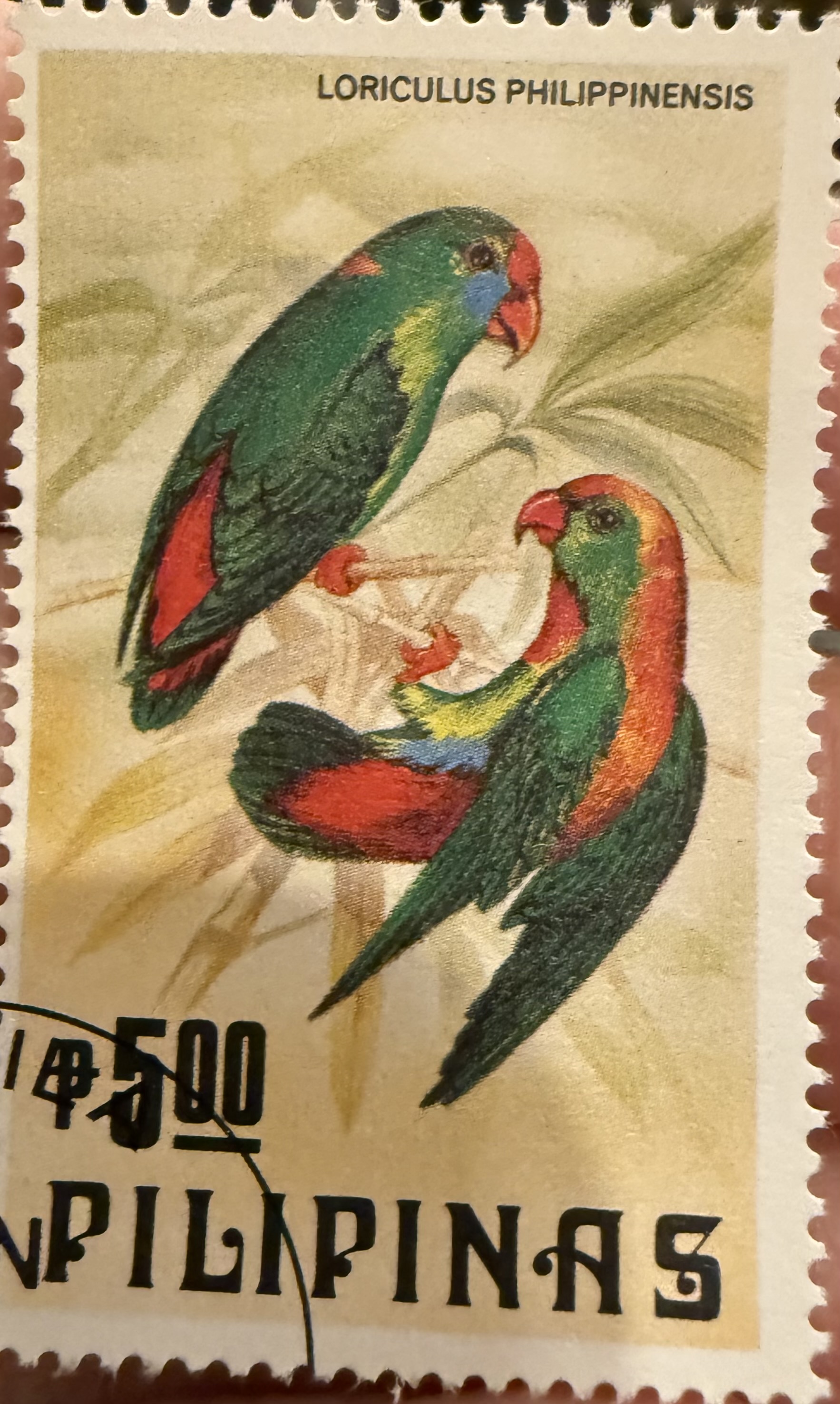 Philippine Hanging Parrot