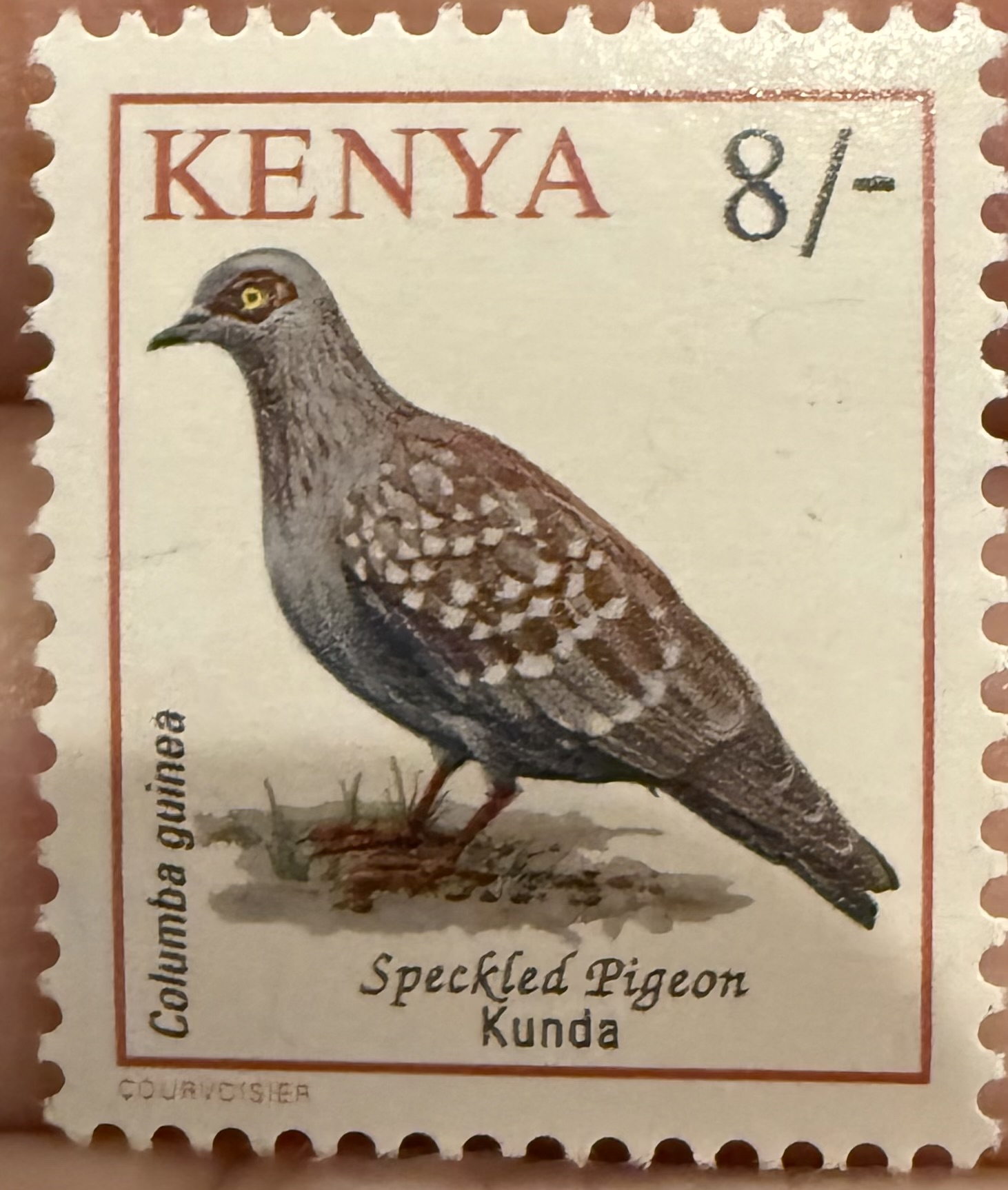 Speckled Pigeon