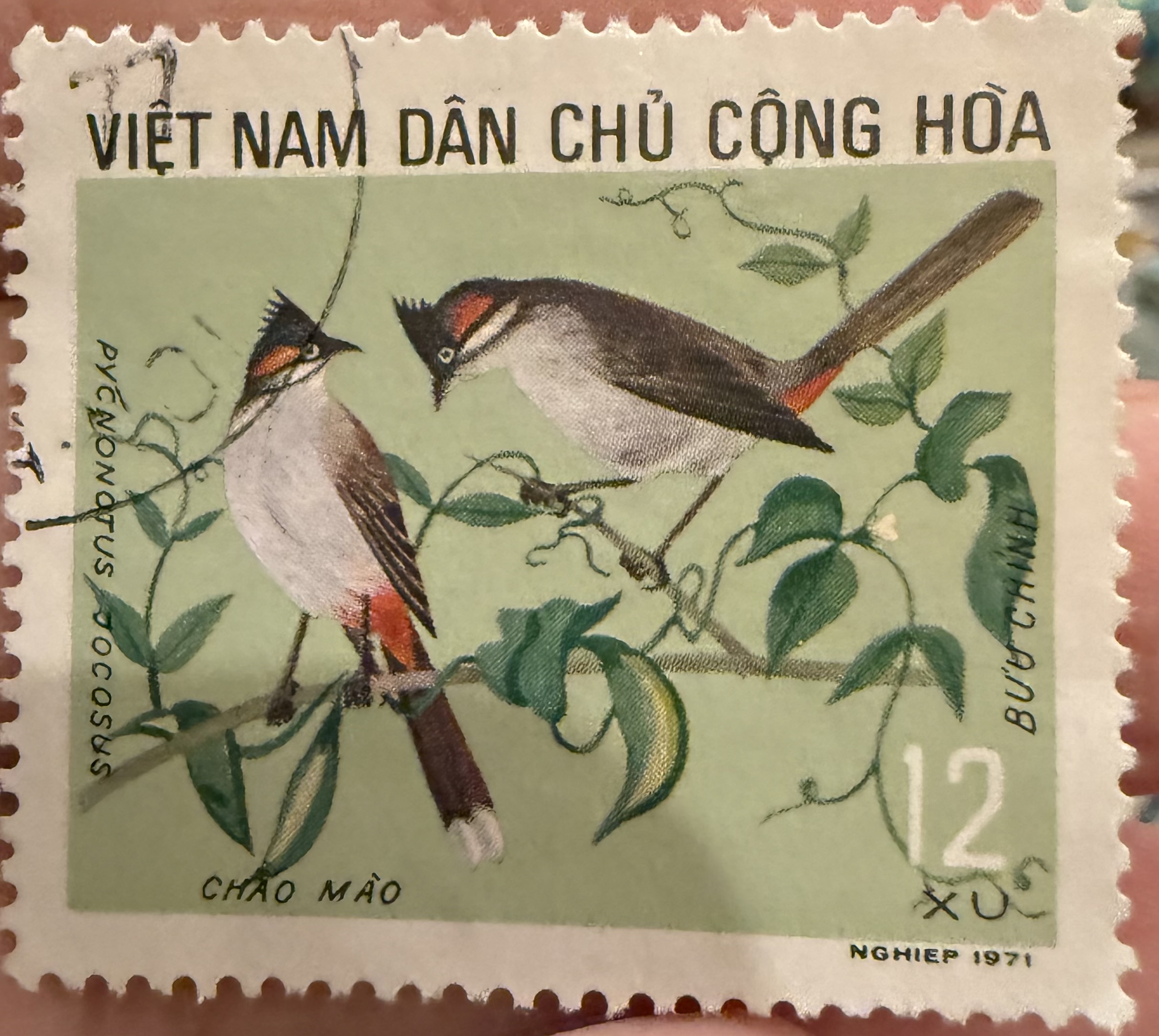 Viet Nam White Whiskered Bulbul