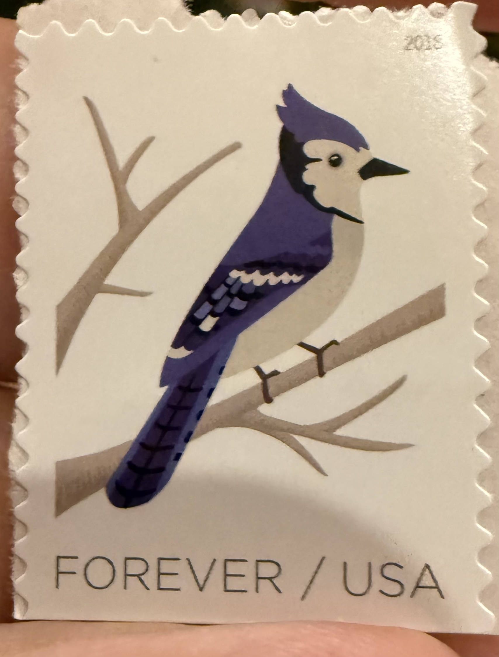 Blue Jay-USA