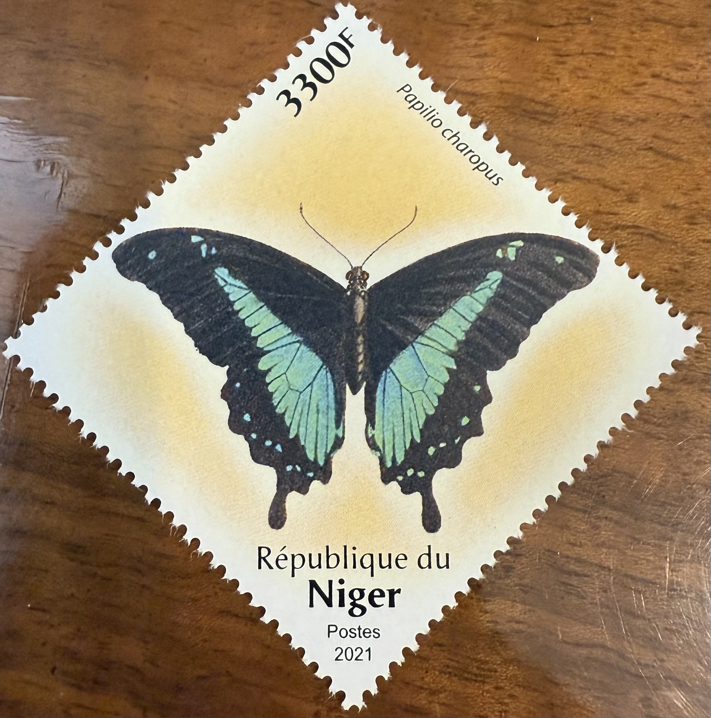 Niger Butterfly 2021