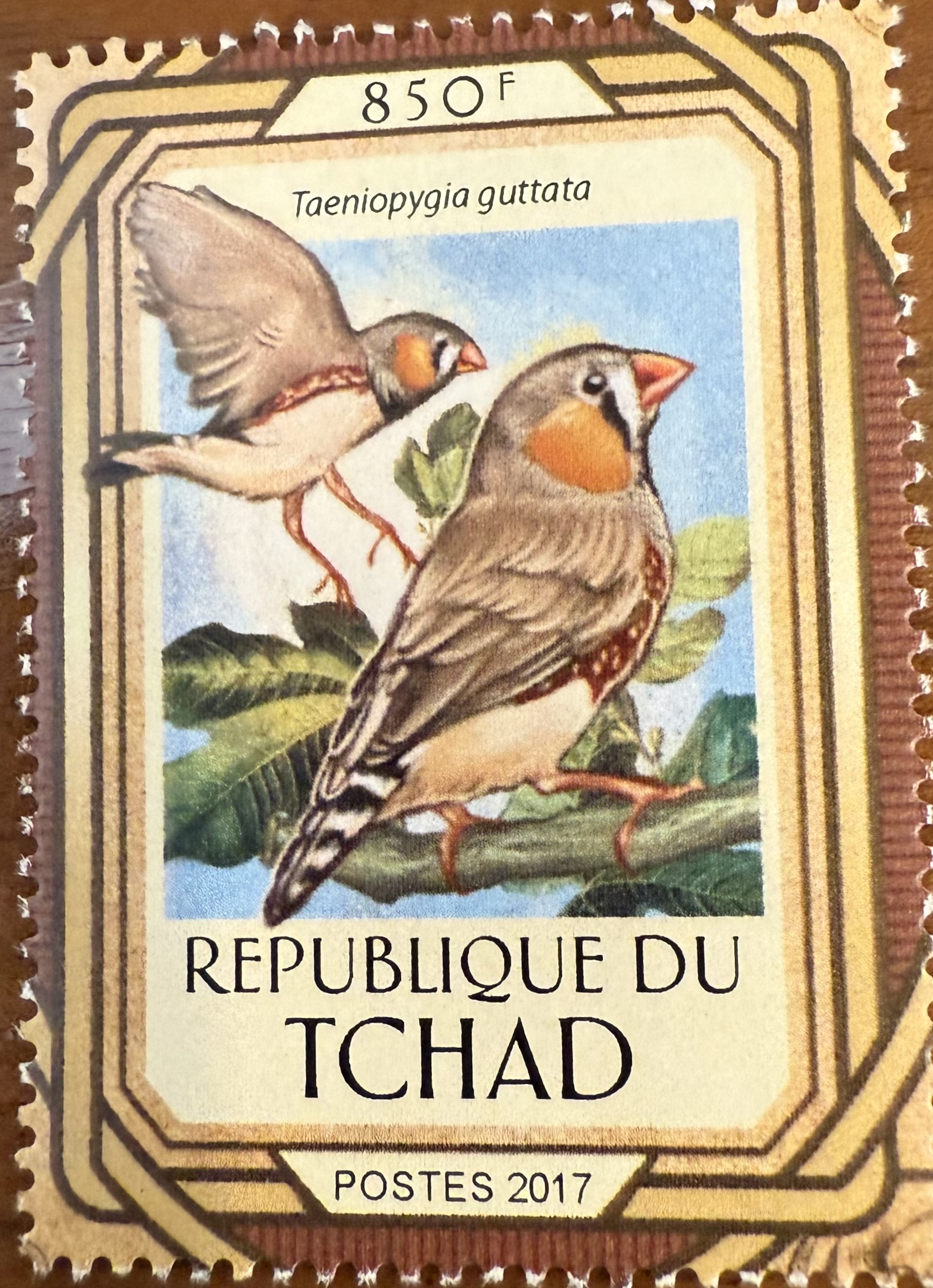 Australian Zebra Finch