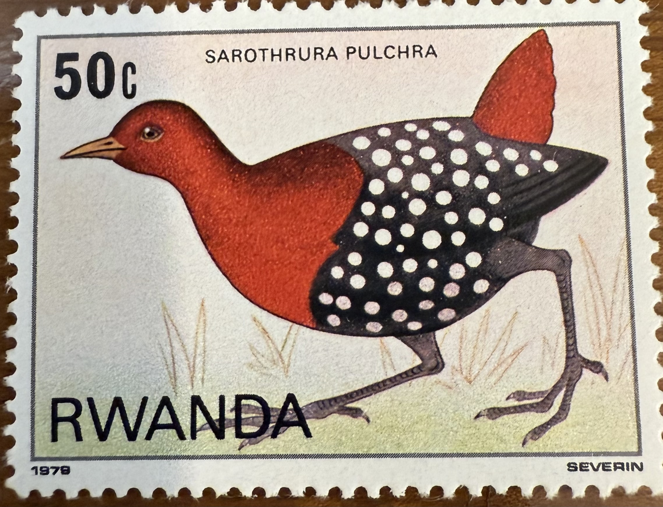 White Spotted Flufftail