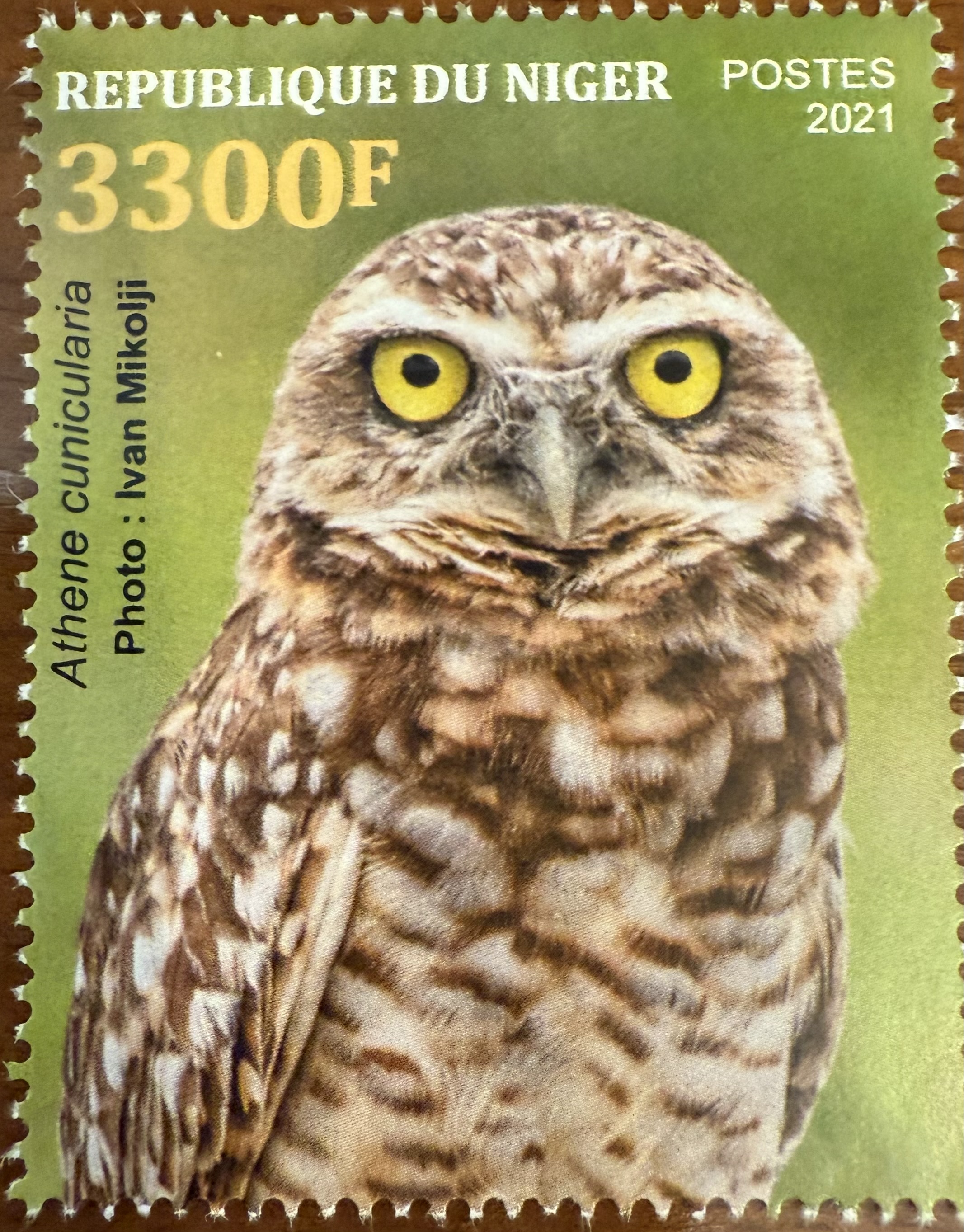 Burrowing Owl - Niger