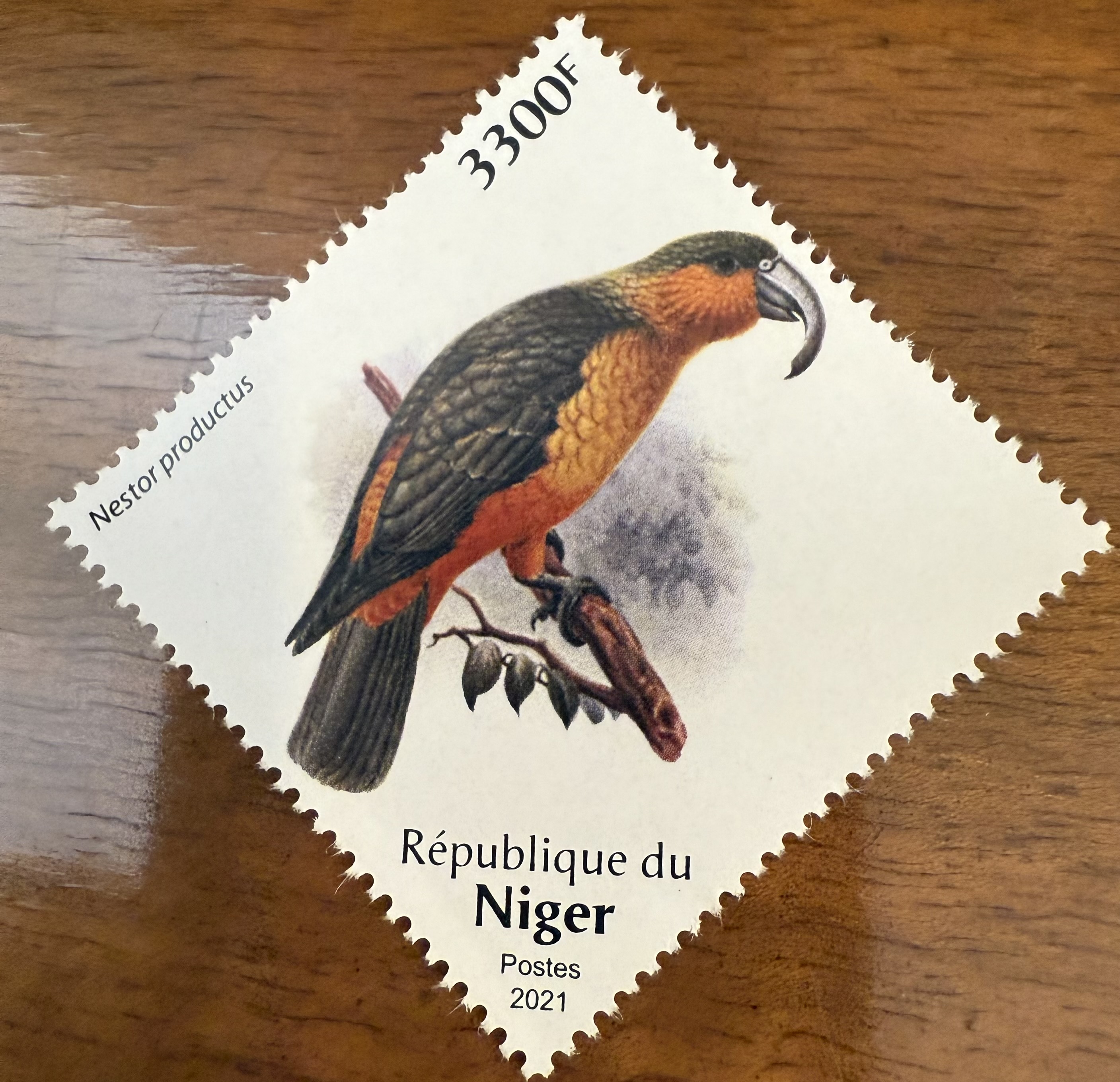 Norfolk Island Kaka Parrot