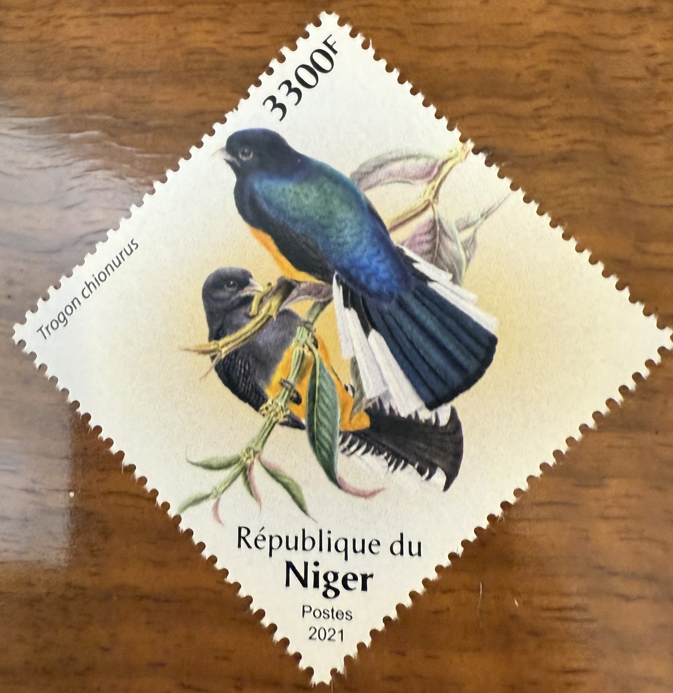 White Tailed Trogon-Niger