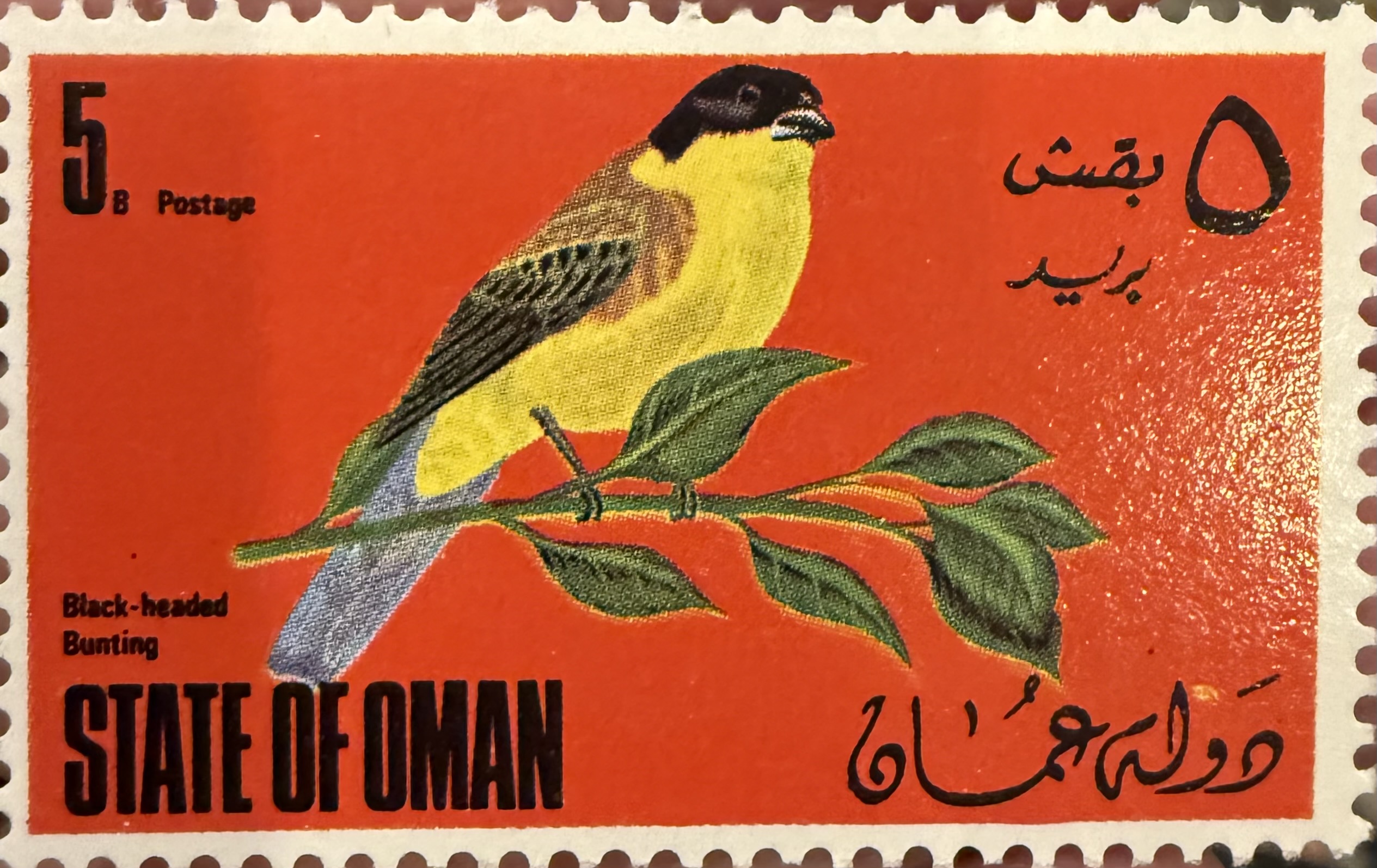 Black Headed Bunting