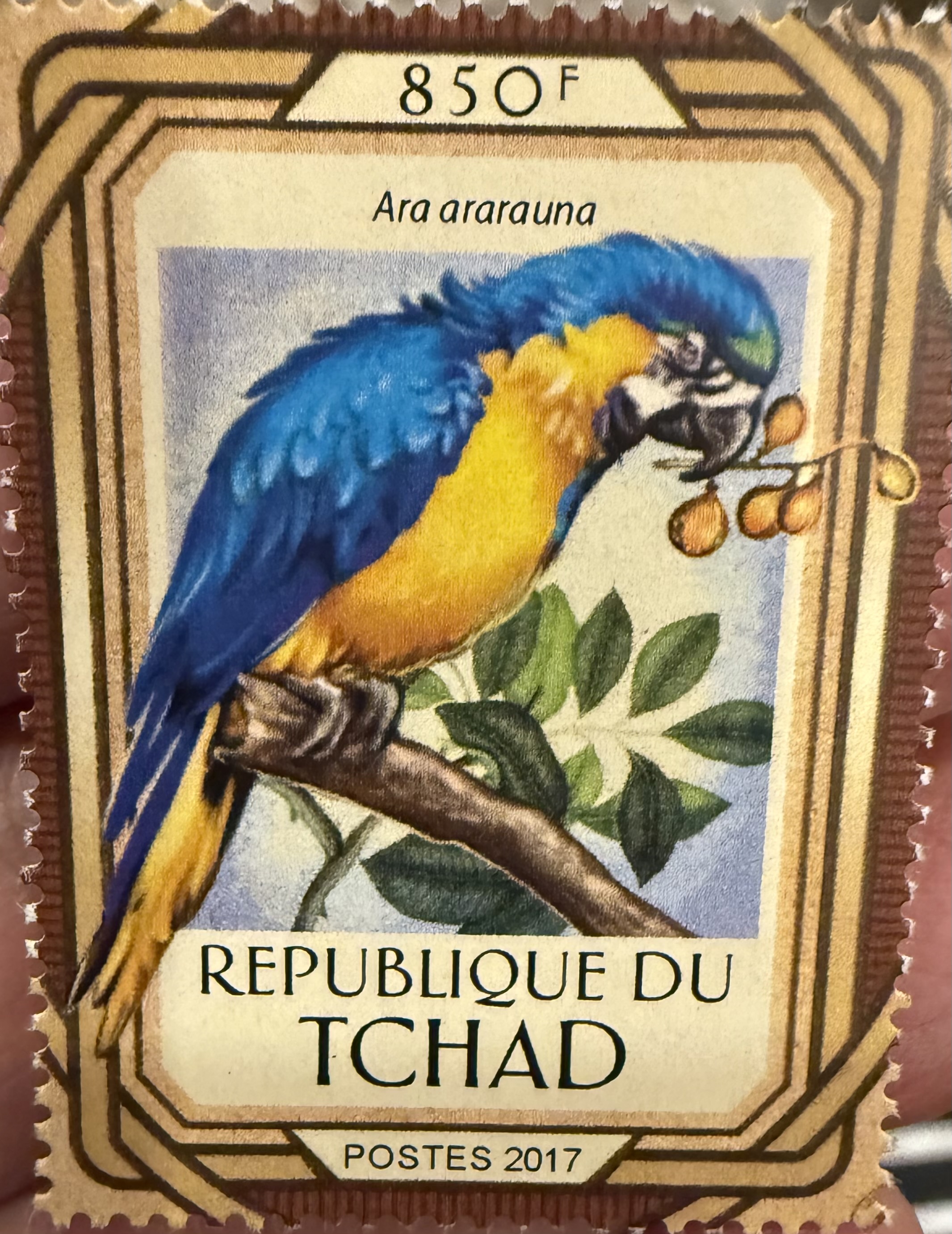 Blue and Yellow Macaw- Chad