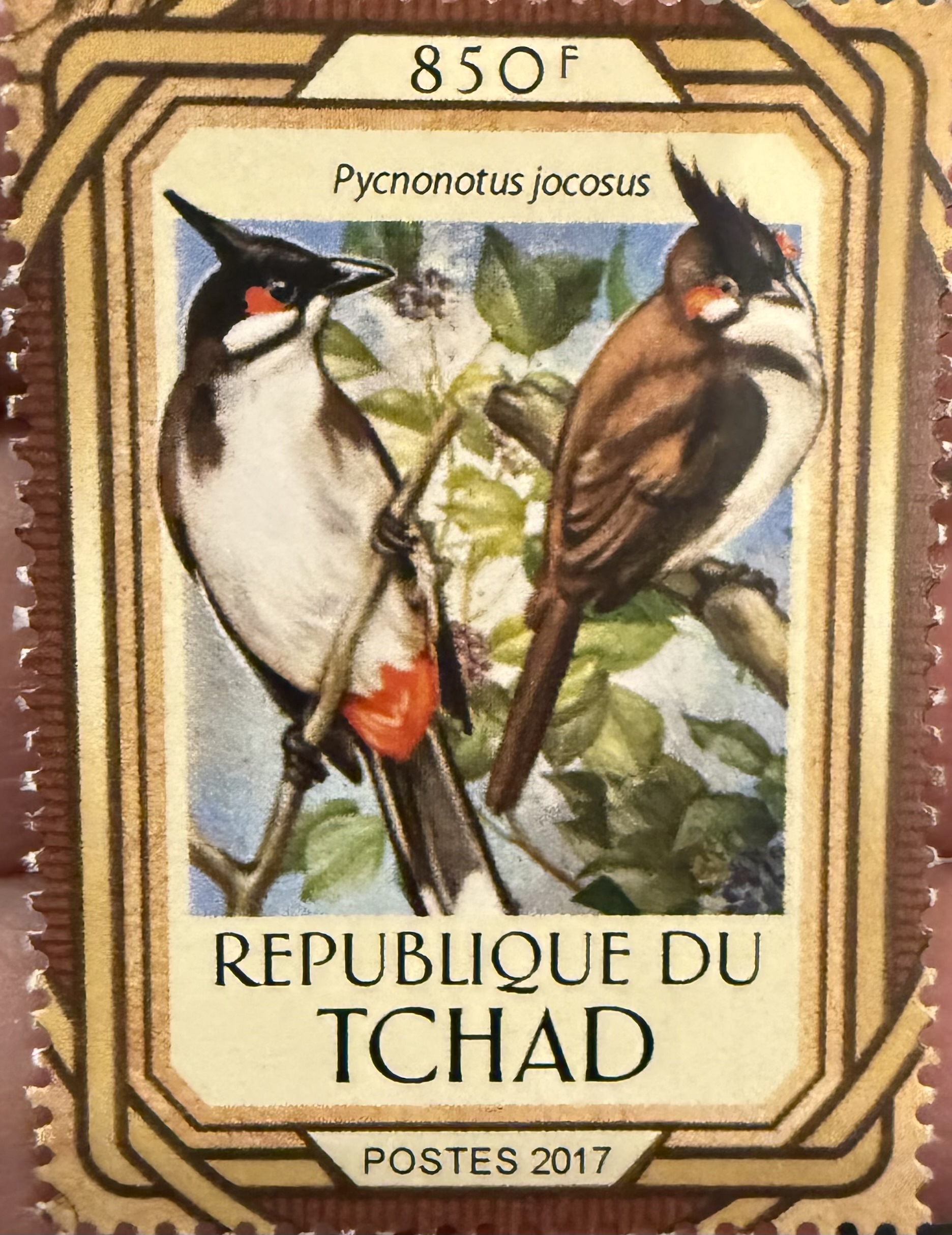 Red Whiskered Bulbul