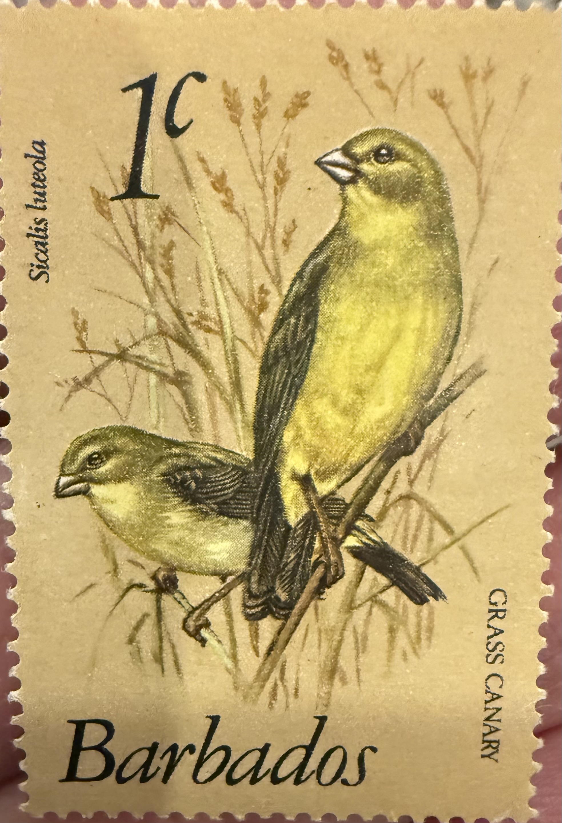 Grass Canary