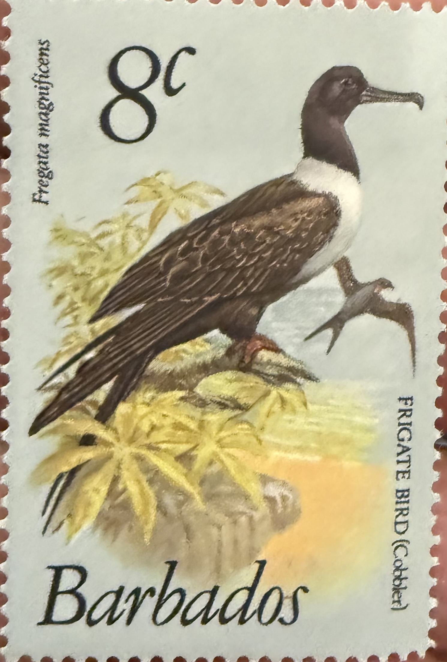 Magnificent Frigatebird