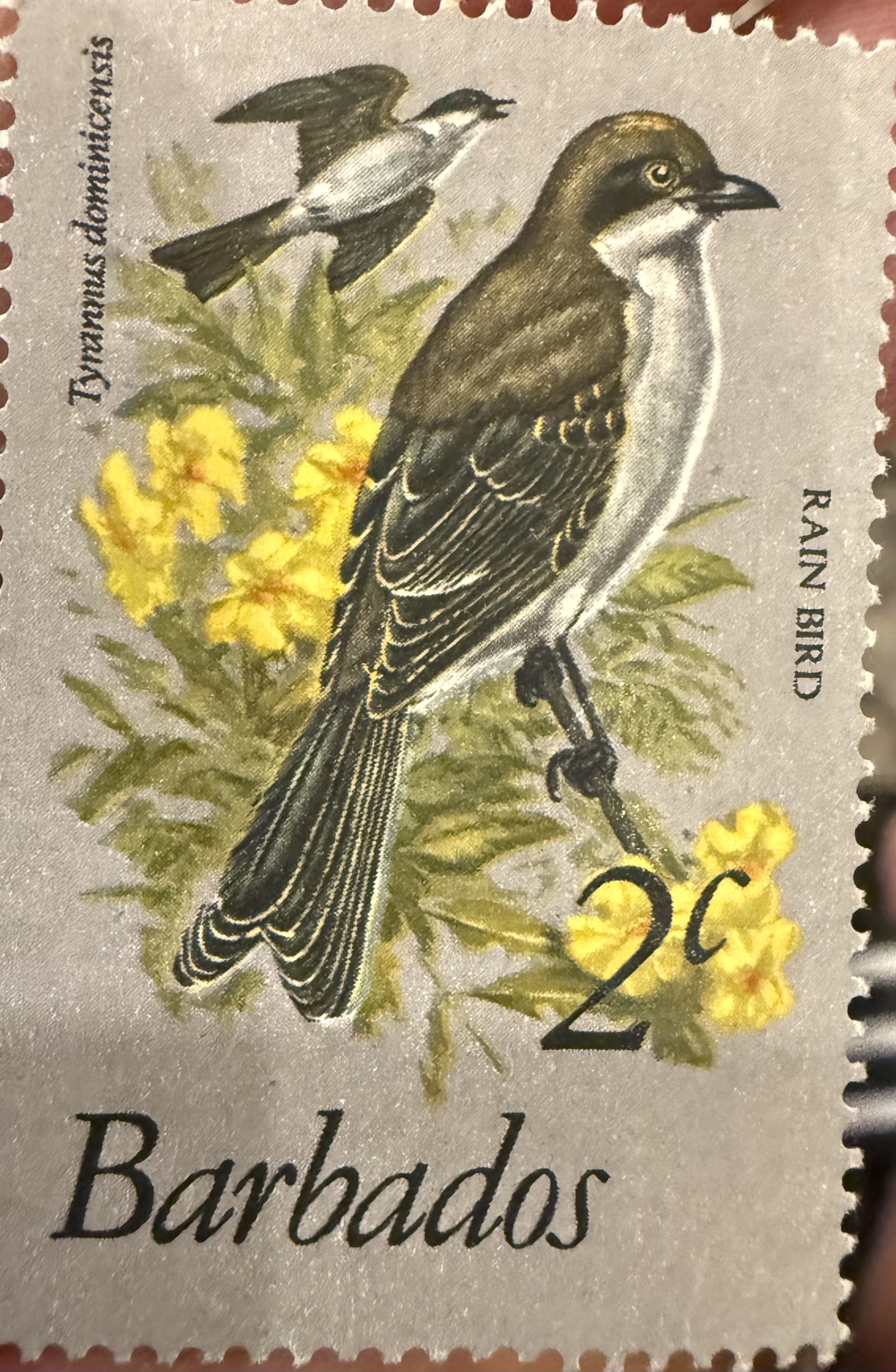 Gray Kingbird-Barbados