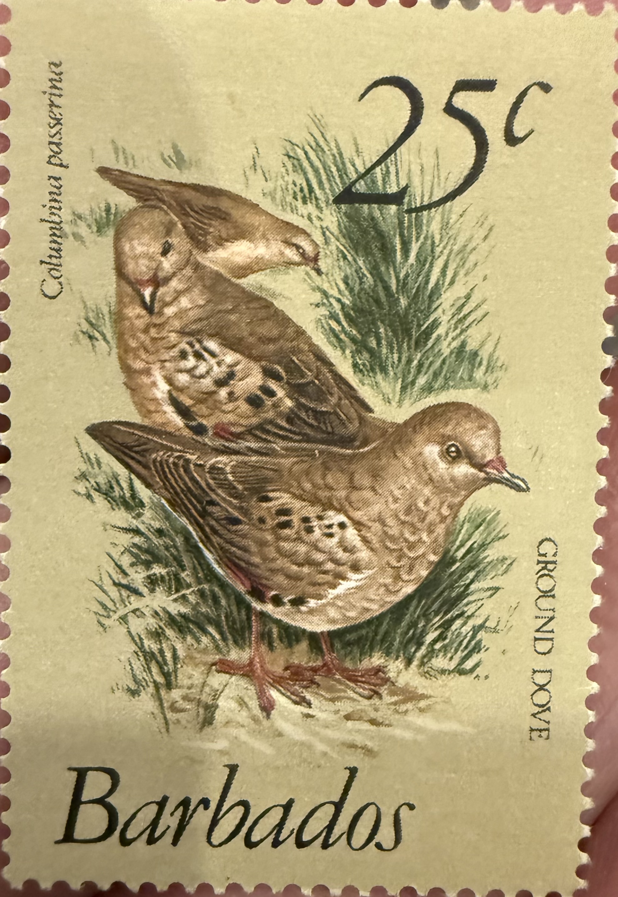 Common Ground Dive-Barbados