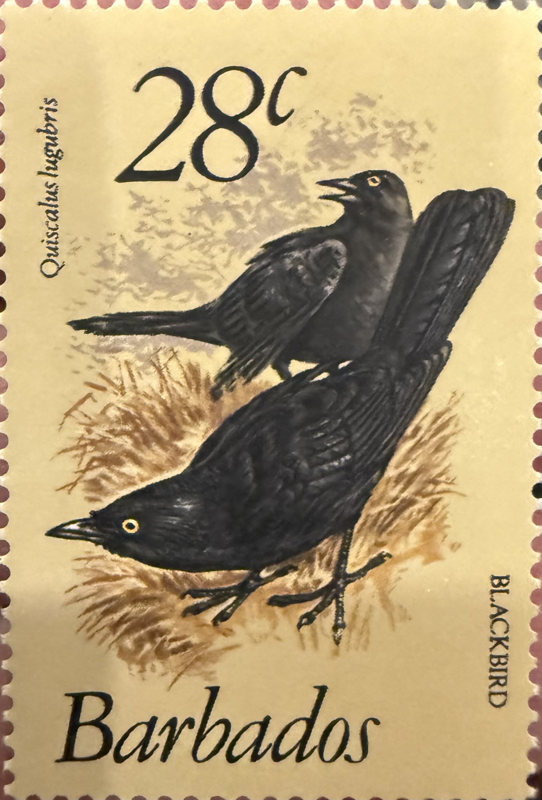Carib Grackle