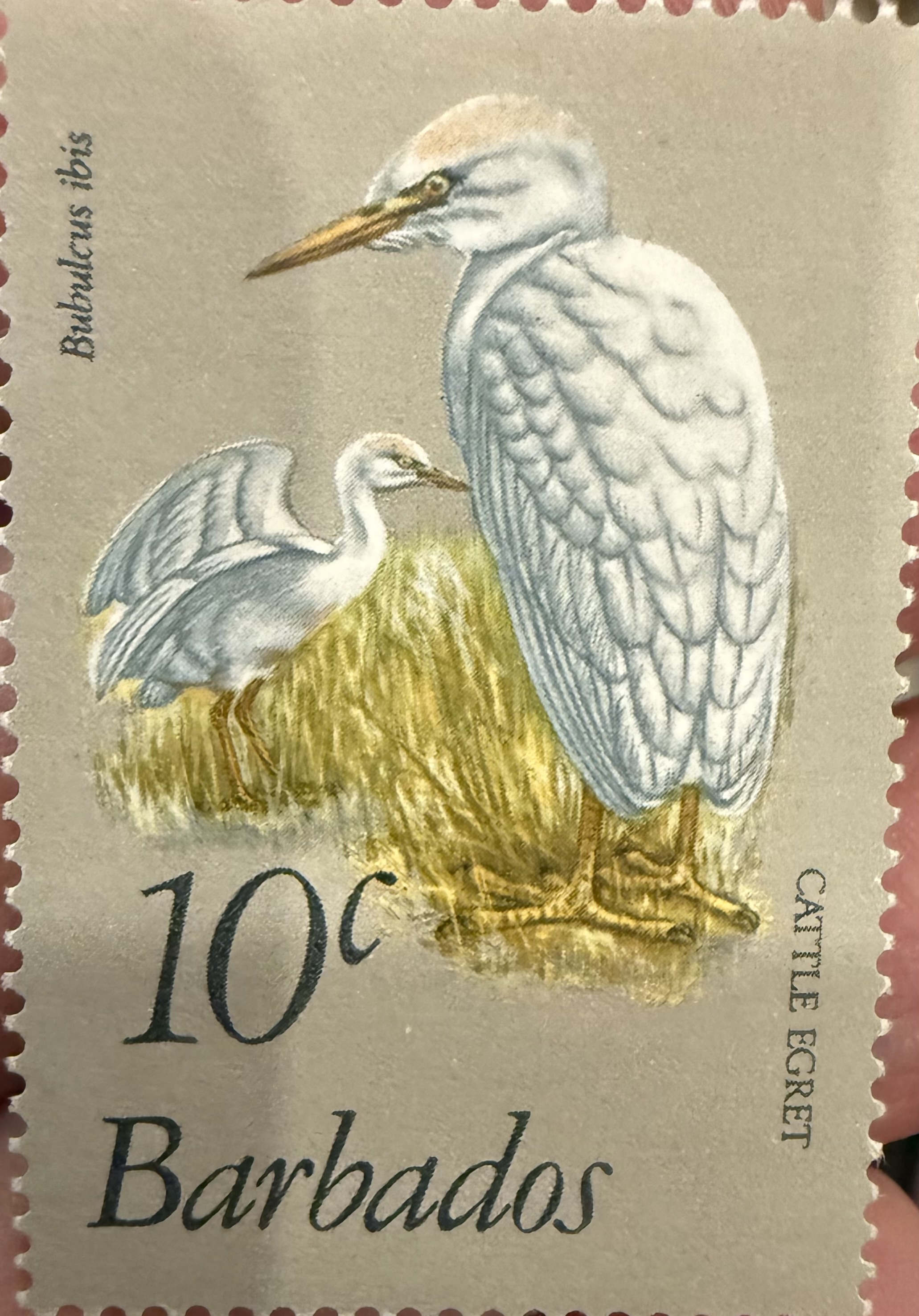 Cattle Egret- BRbados