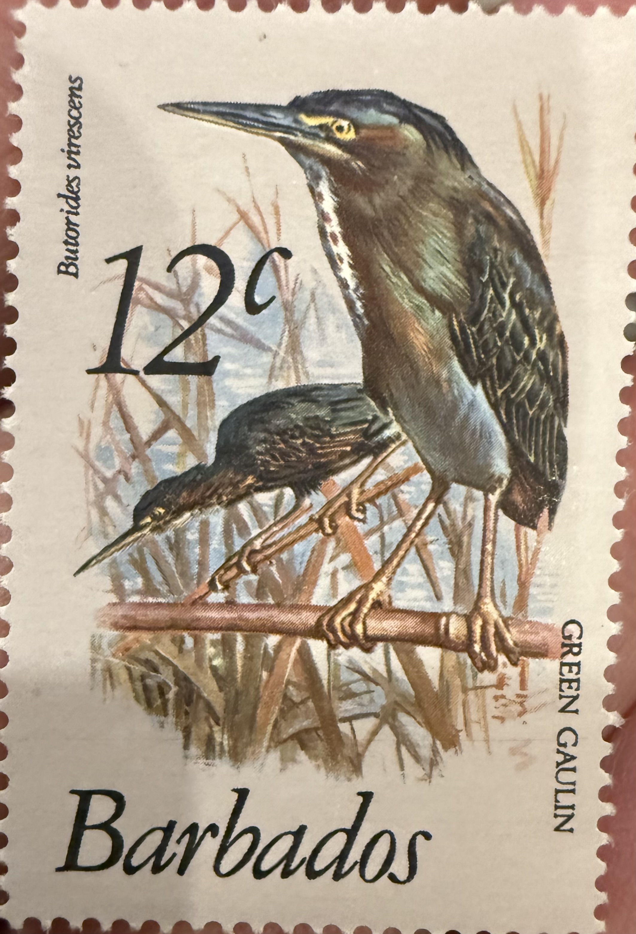 Green Heron-Barbados