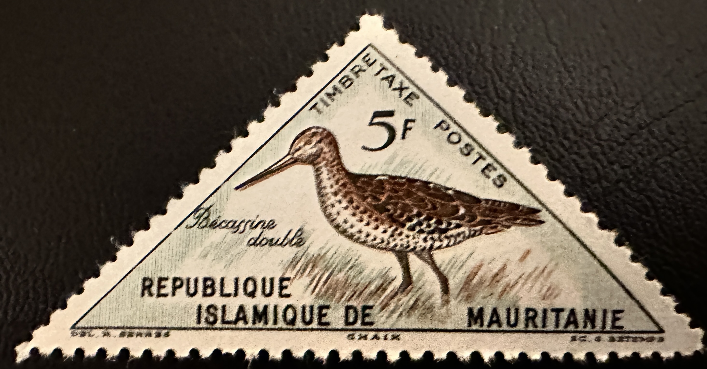 Mauritania Birds 8