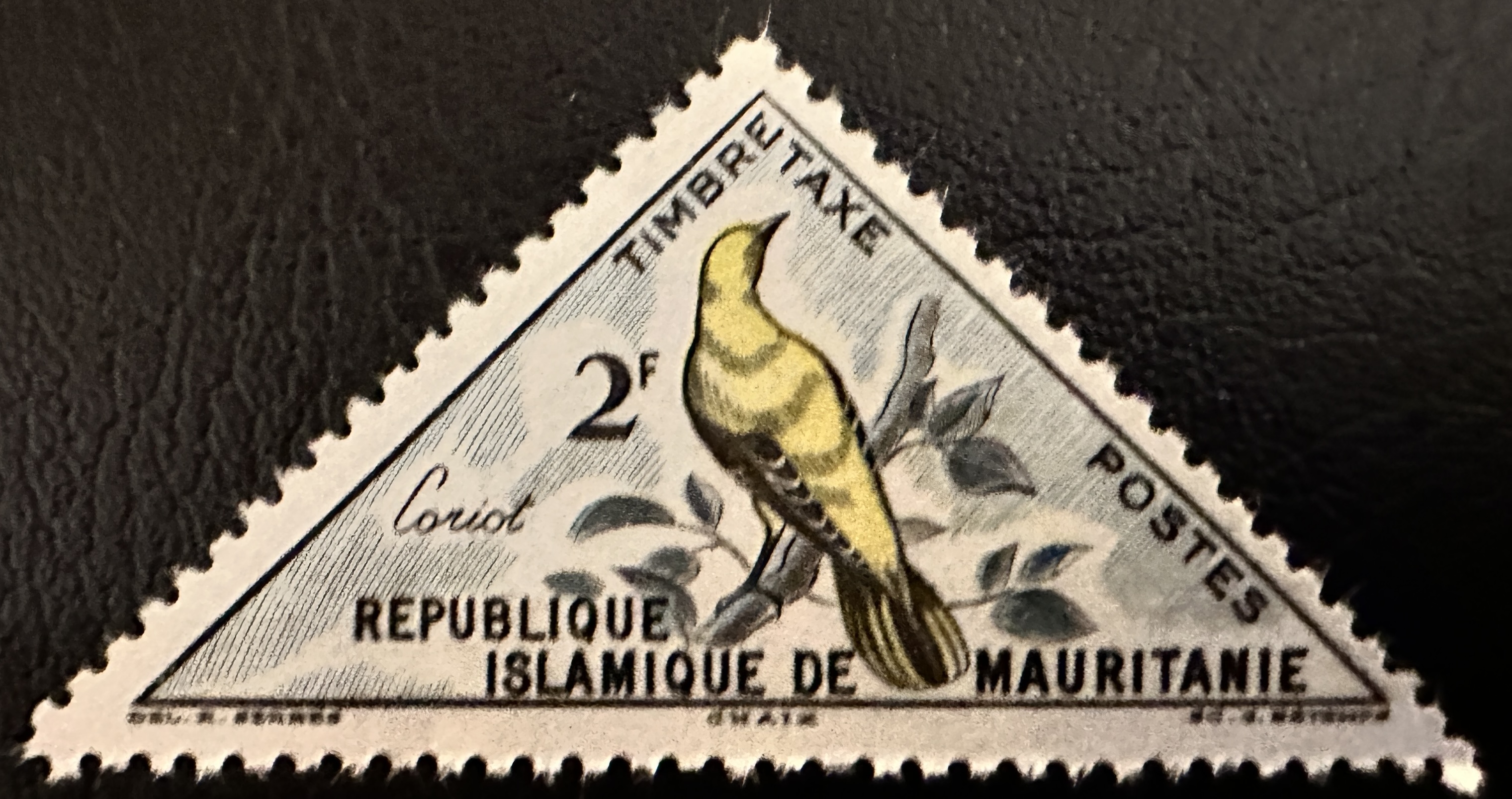 Mauritania Birds 7