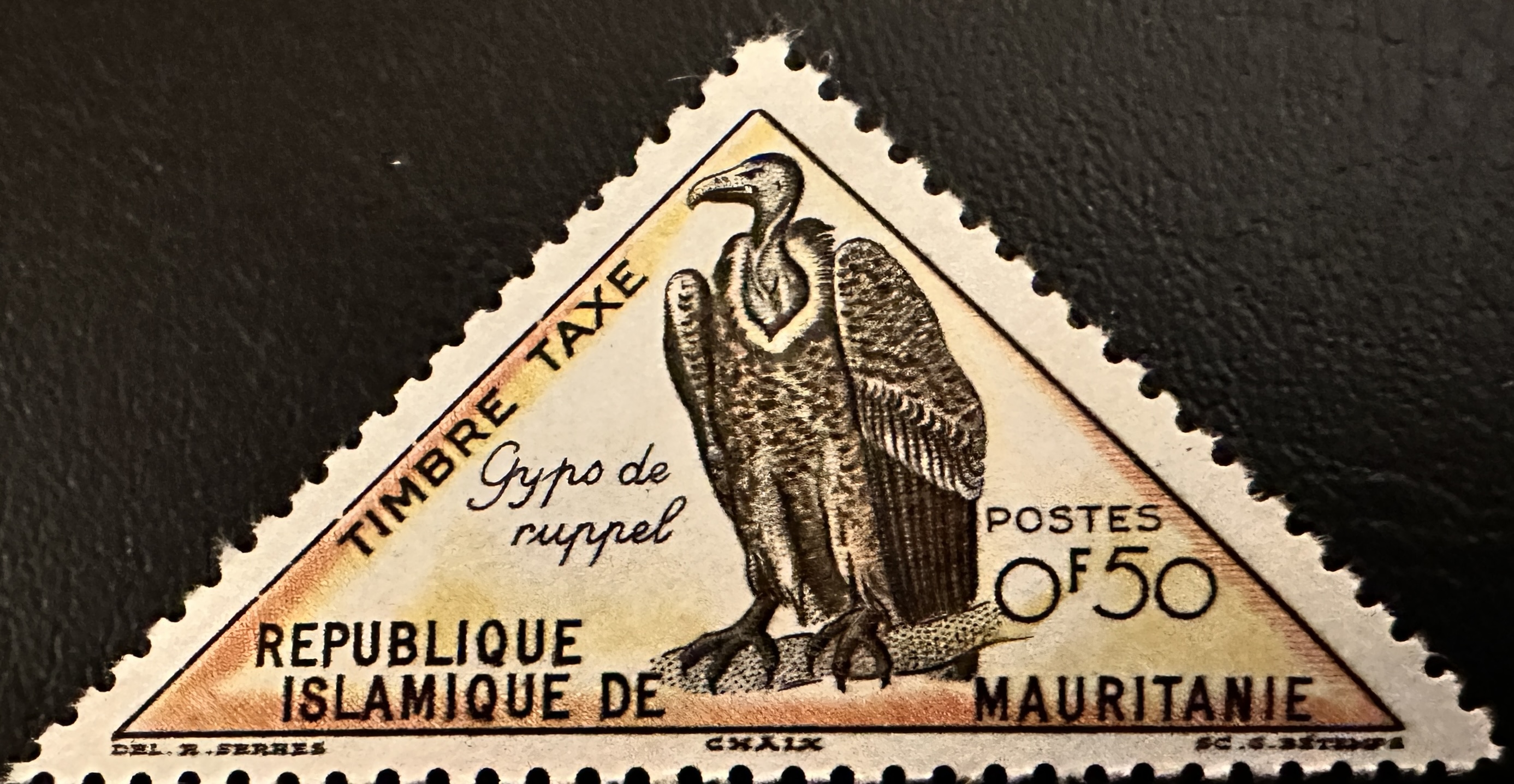 Mauritania Birds 6