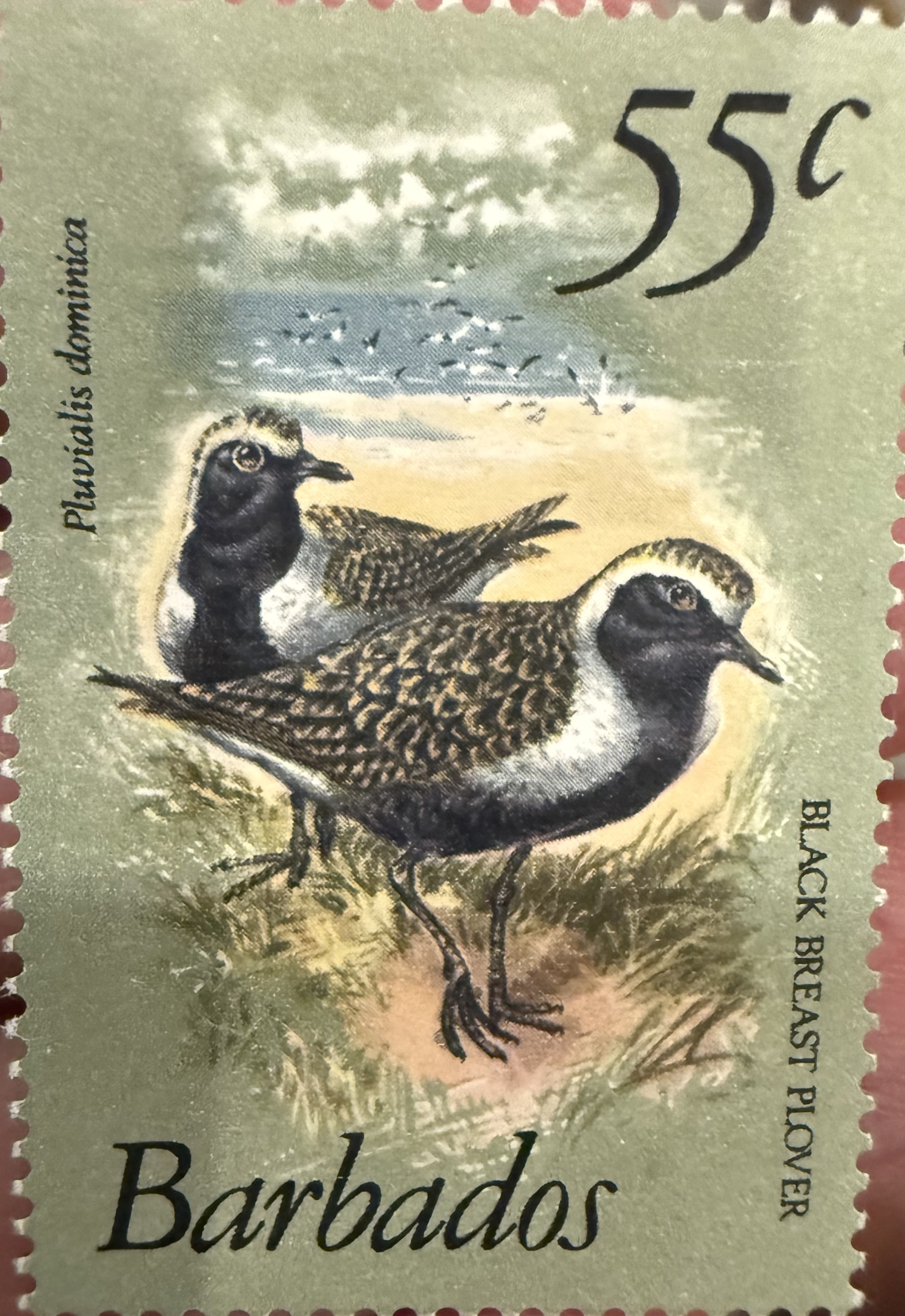 Black Breast Plover