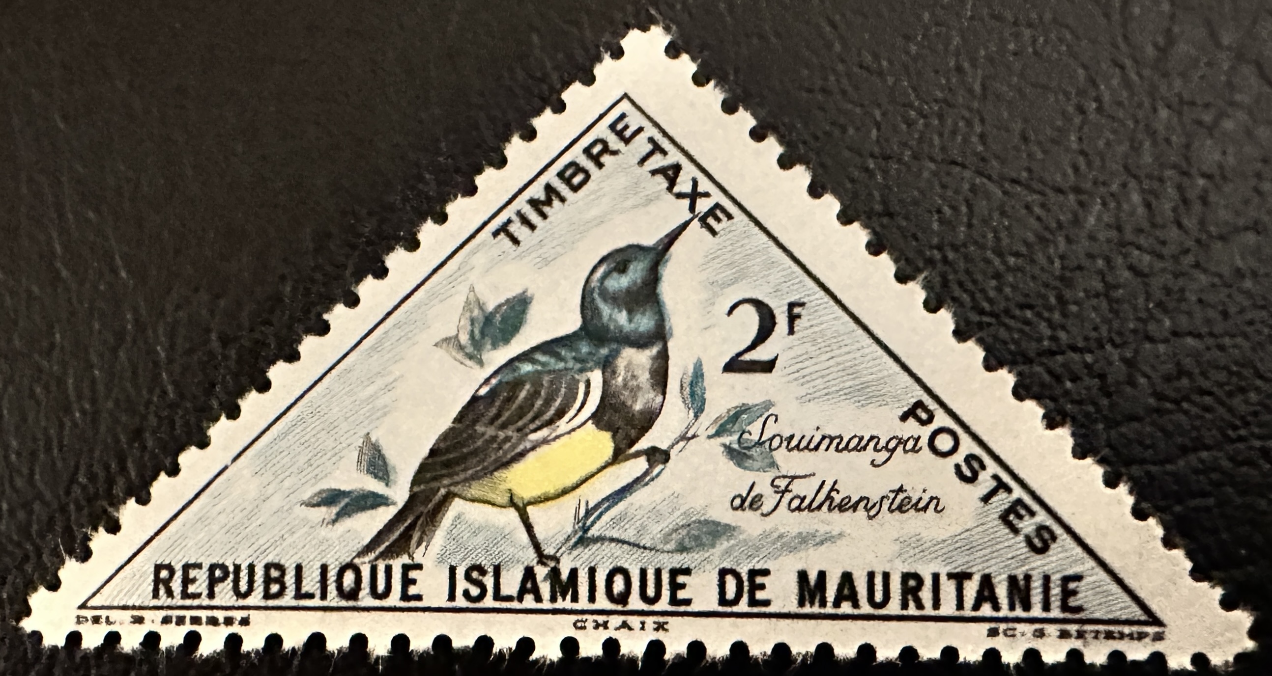 Mauritania Birds 4