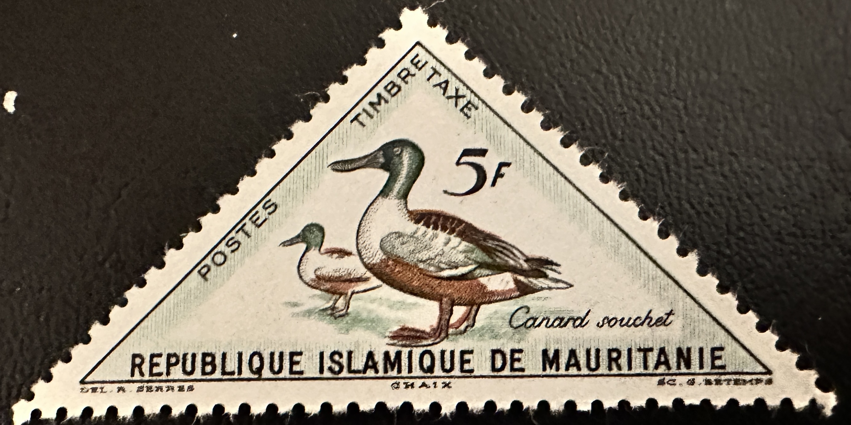 Mauritania Birds 3