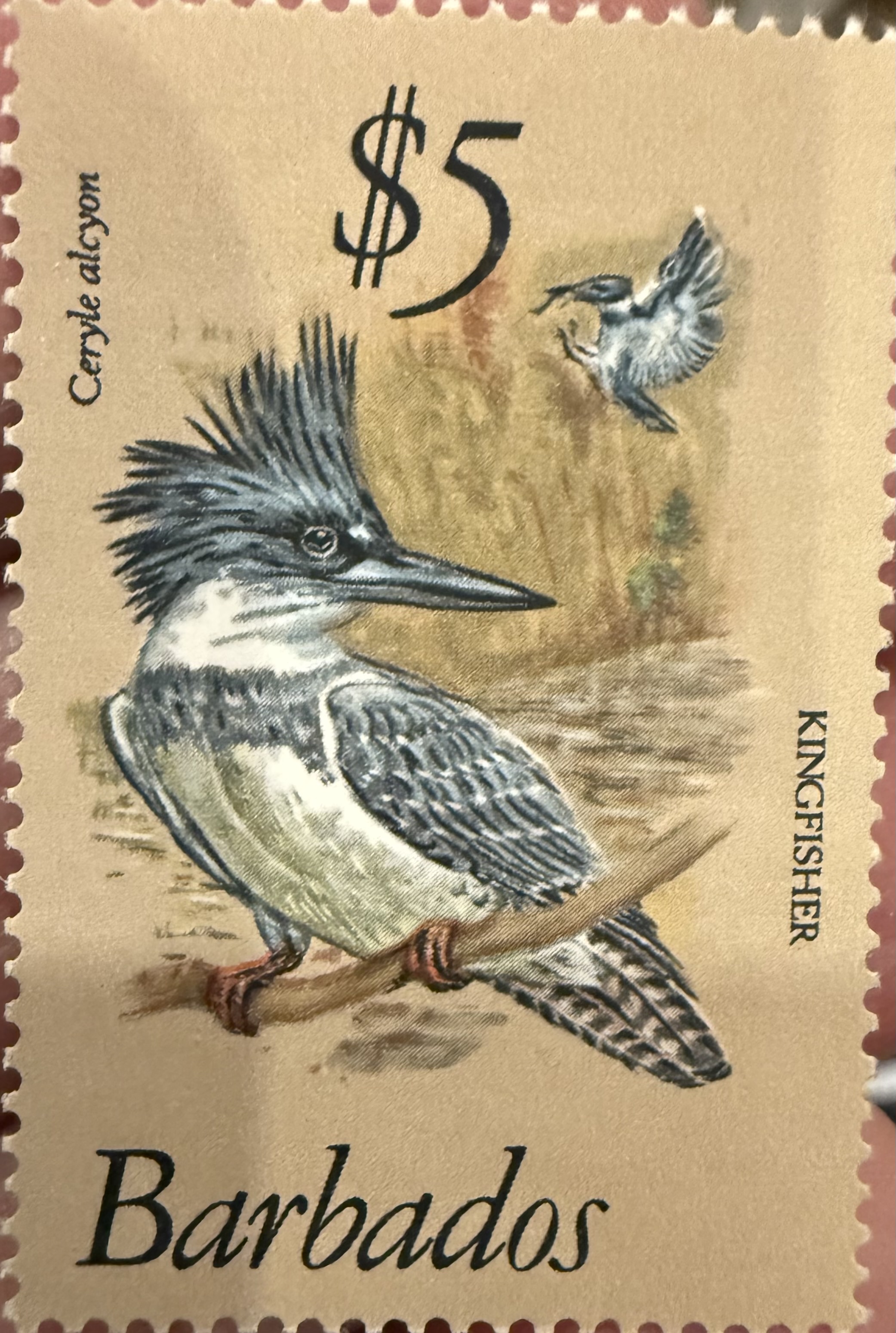 Belted Kingfisher-Barbados