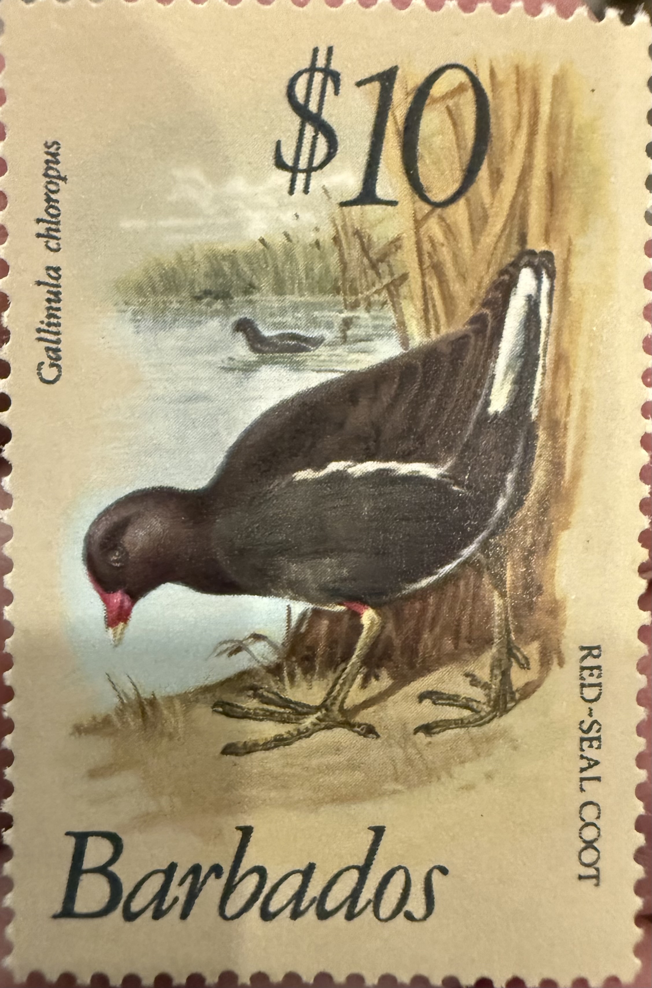 Red Seal Coot
