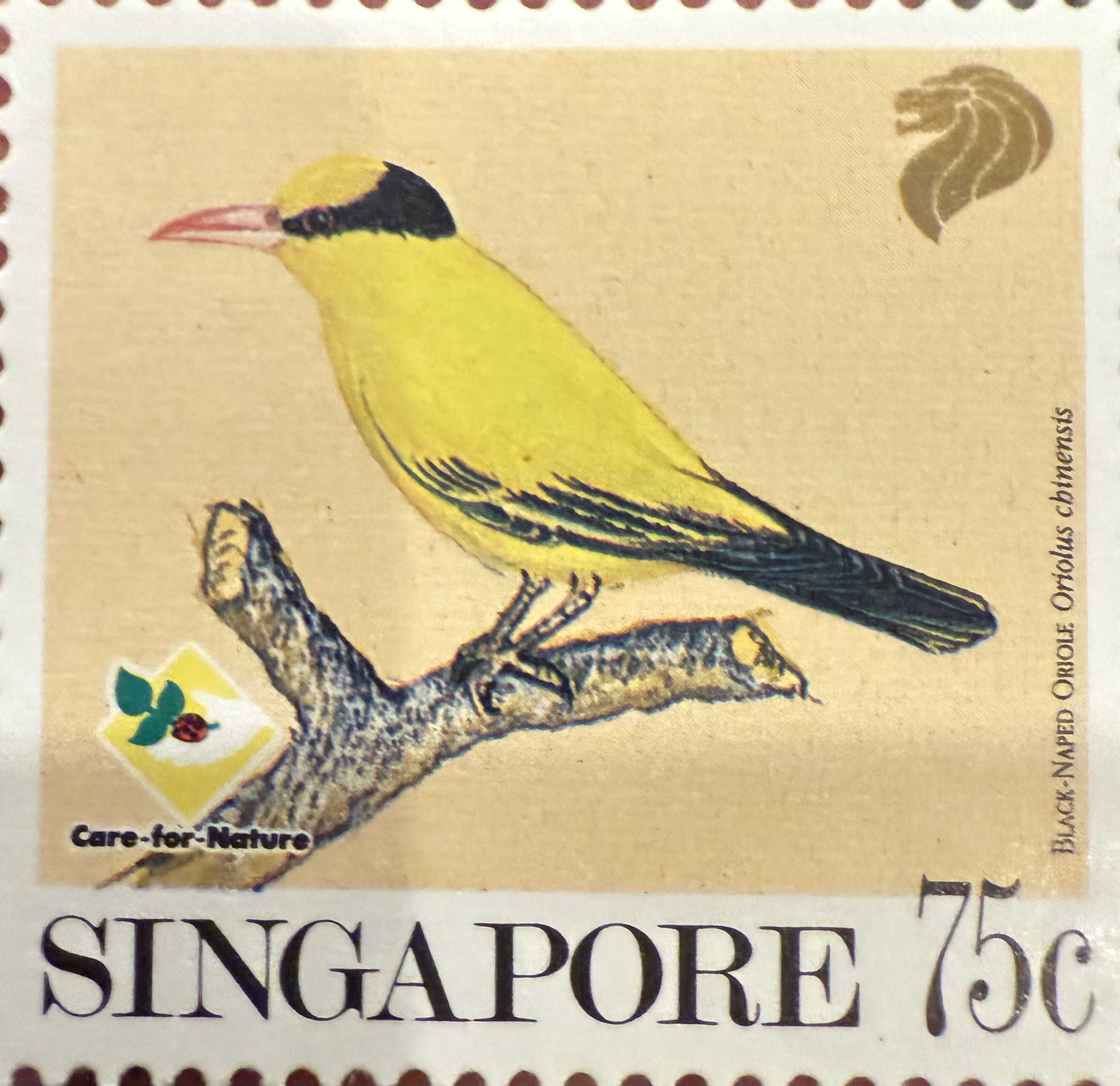 Black Naped Oriole