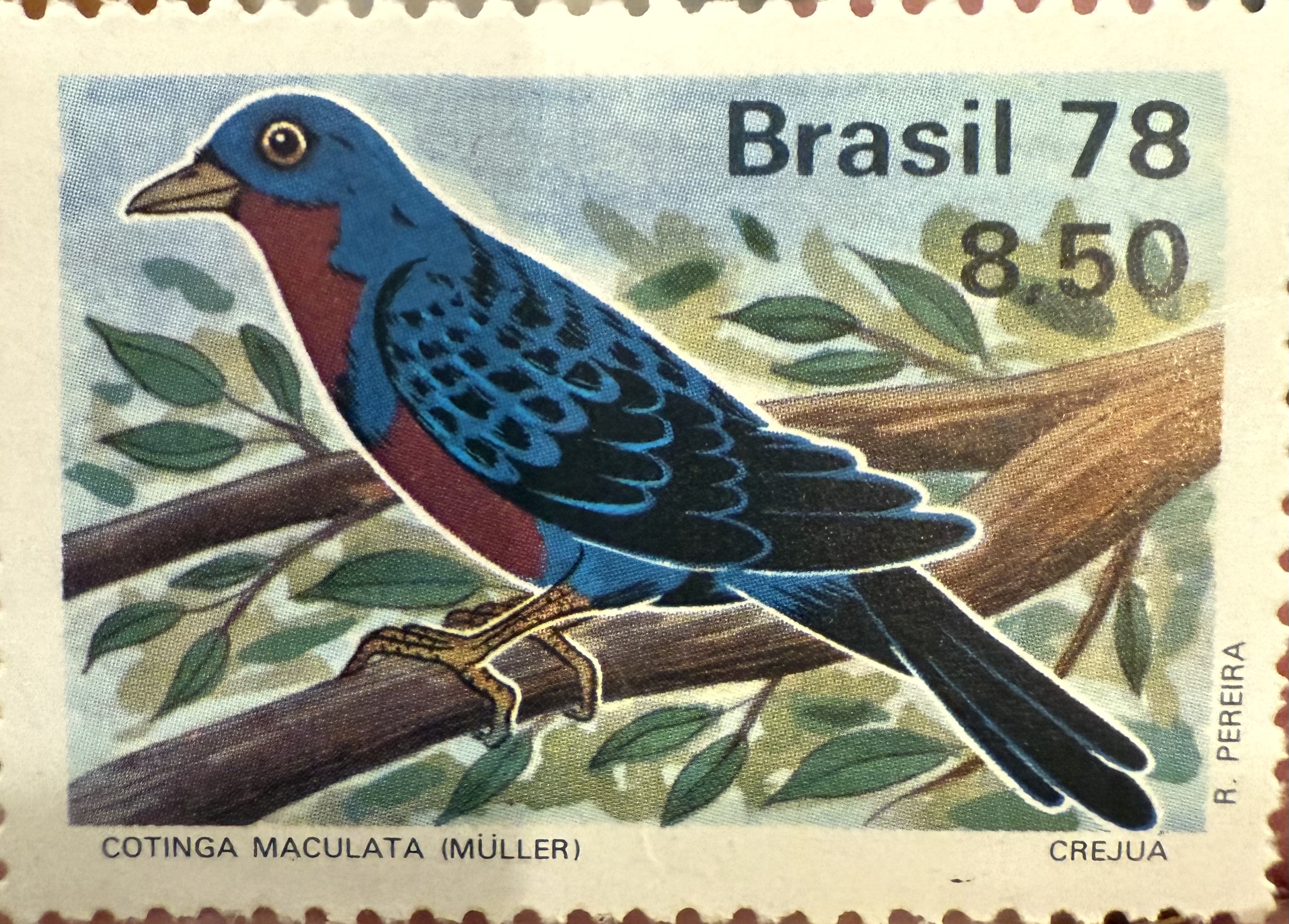 Male Banded Cotinga