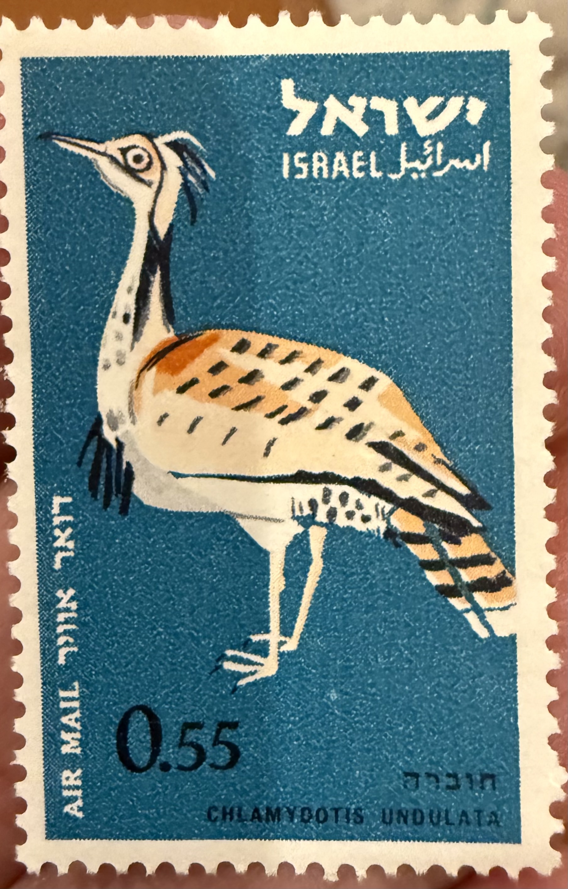 Houbara Bustard