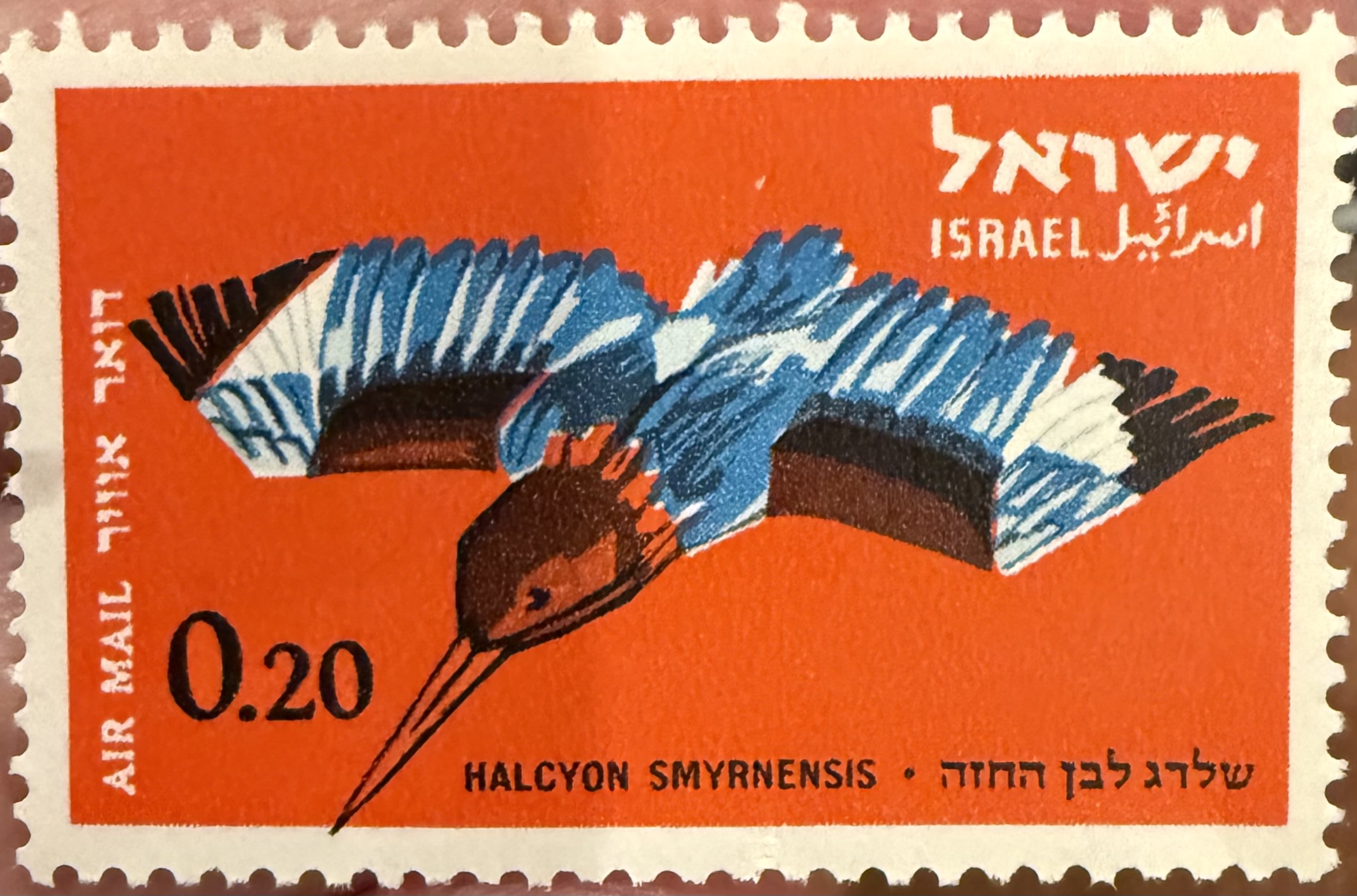 White Breasted Kingfisher