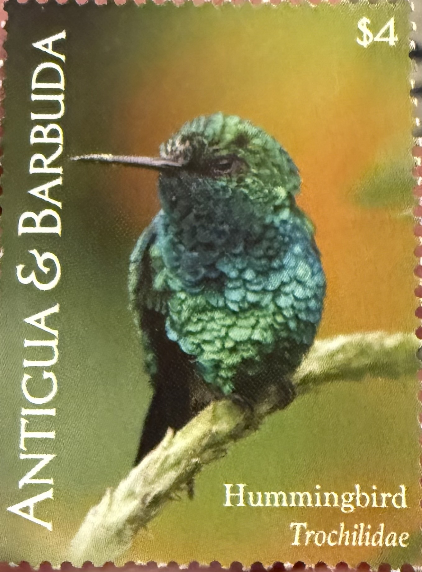 Blue Tailed Emerald