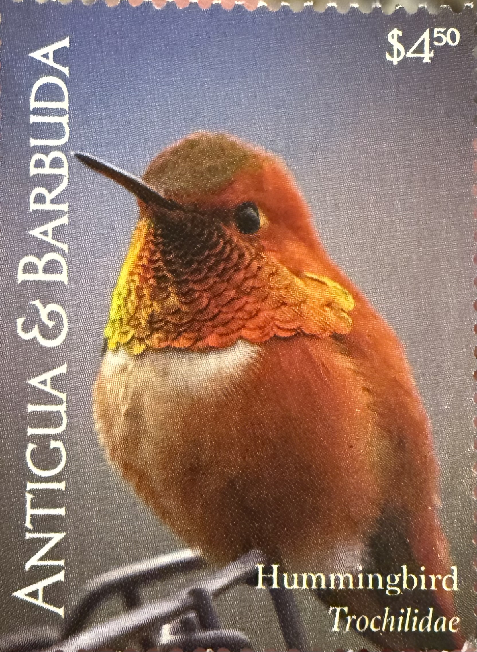 Rufuos Hummingbird-Antigua