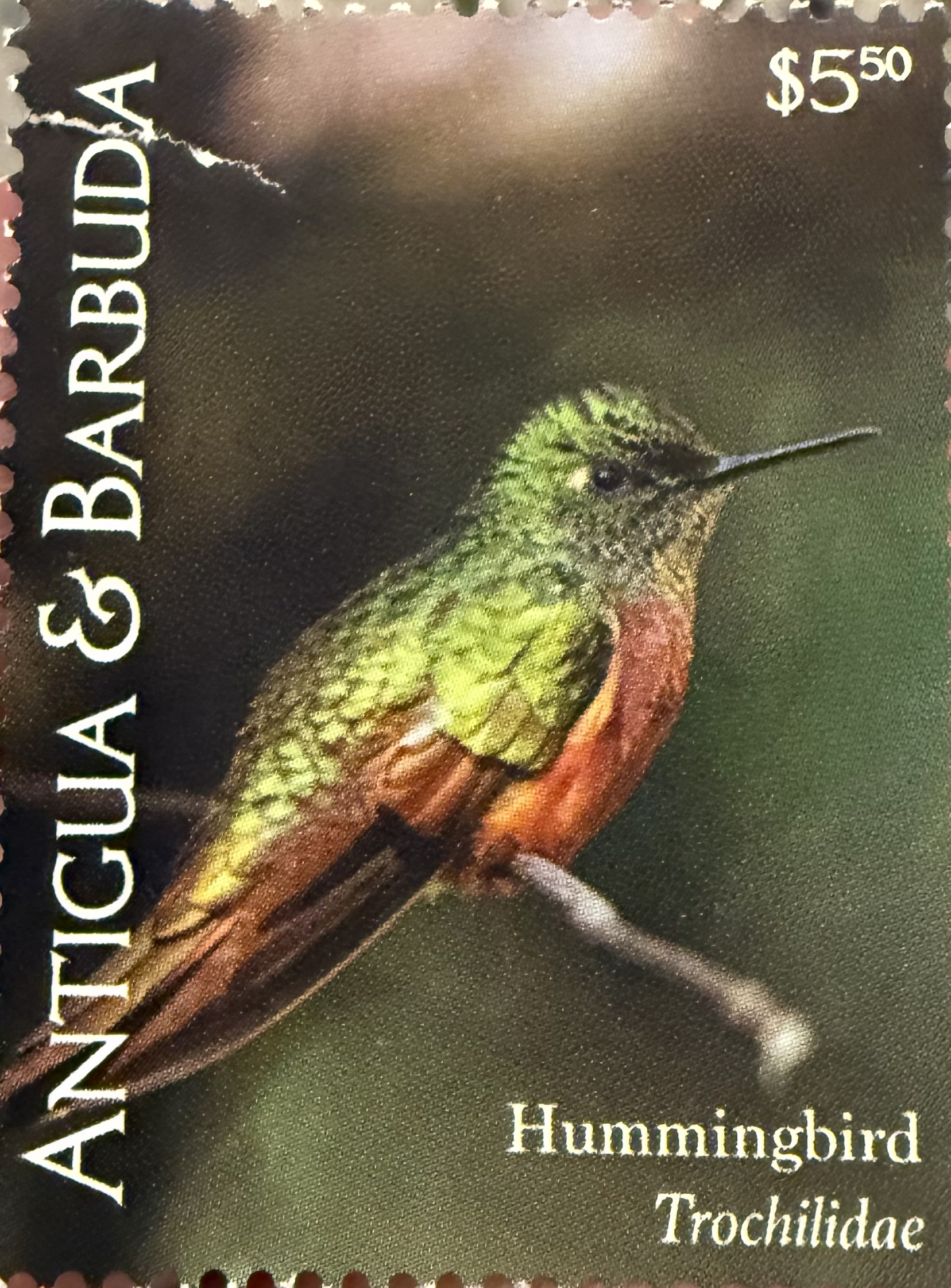 Chestnut Breasted Coronet