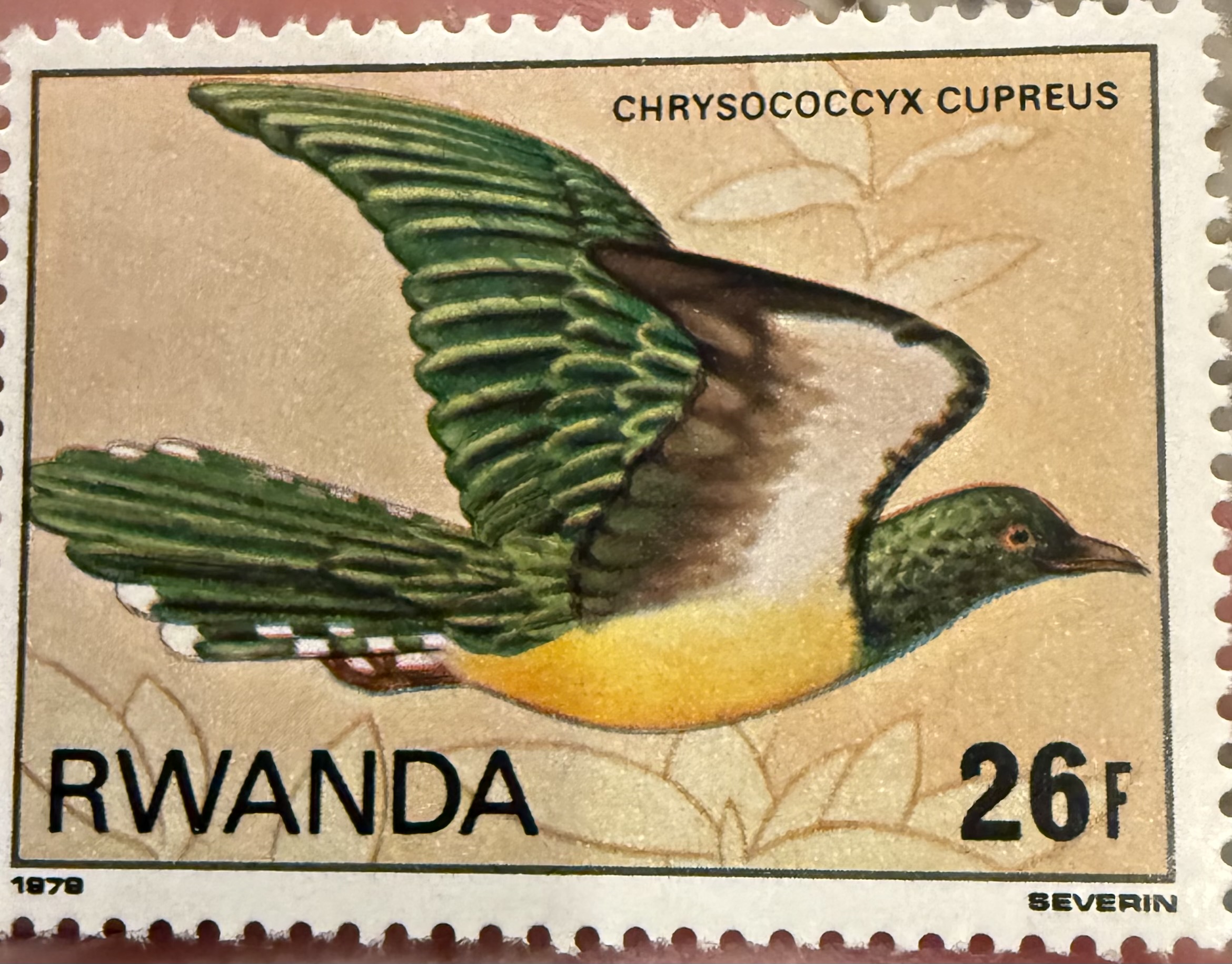 African Emerald Cuckoo