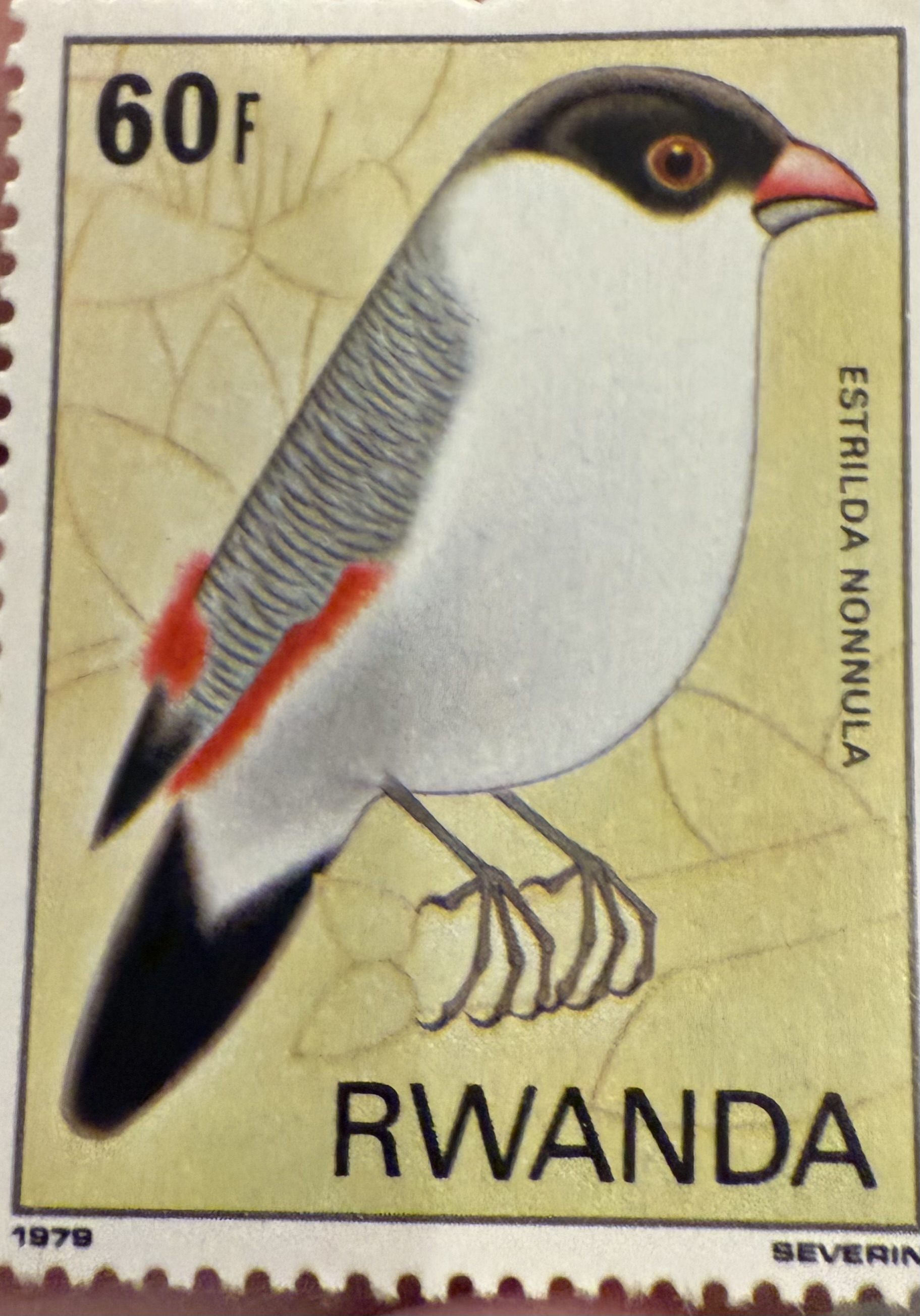 Black Crowned Waxbill