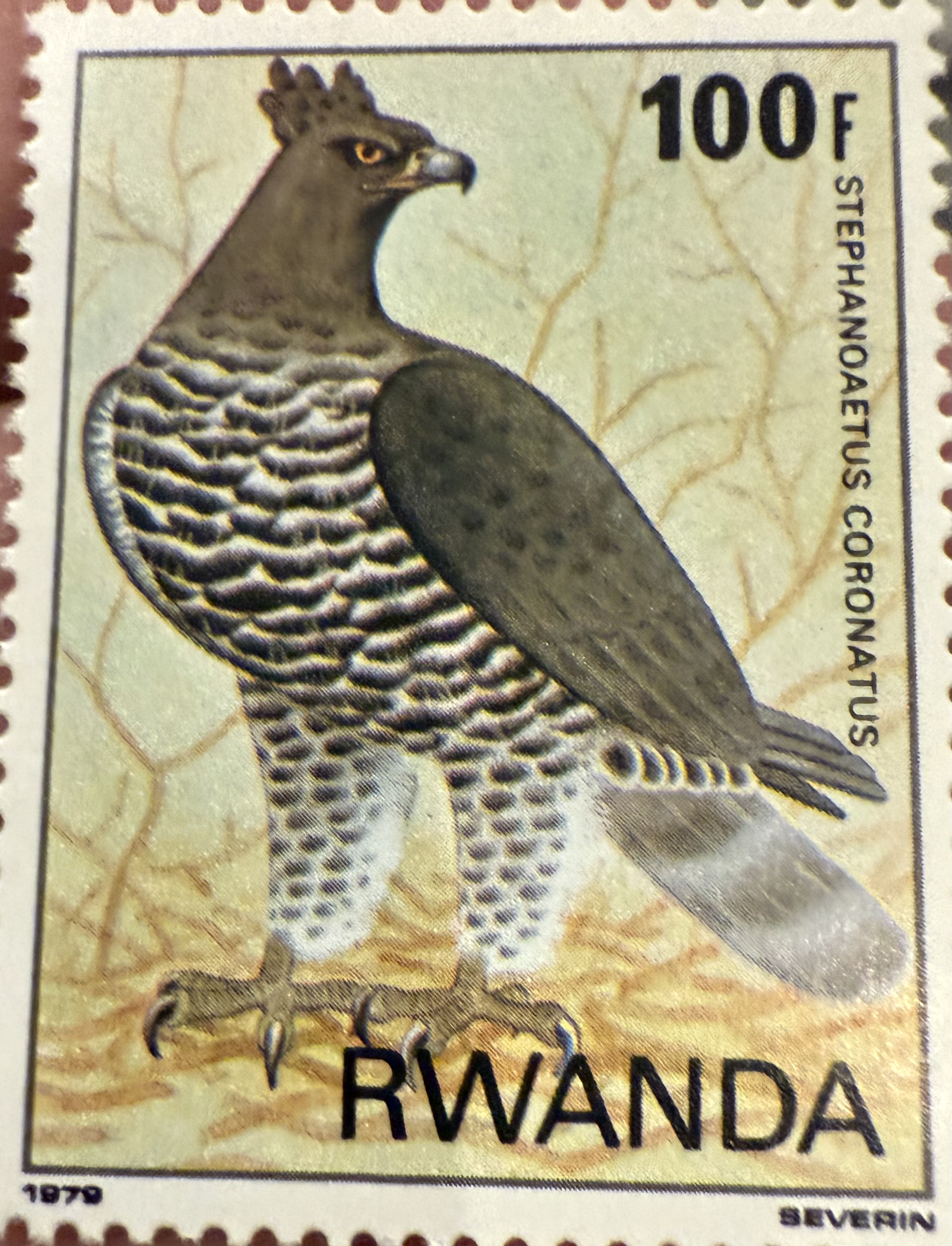 Crowned Eagle-Rwanda