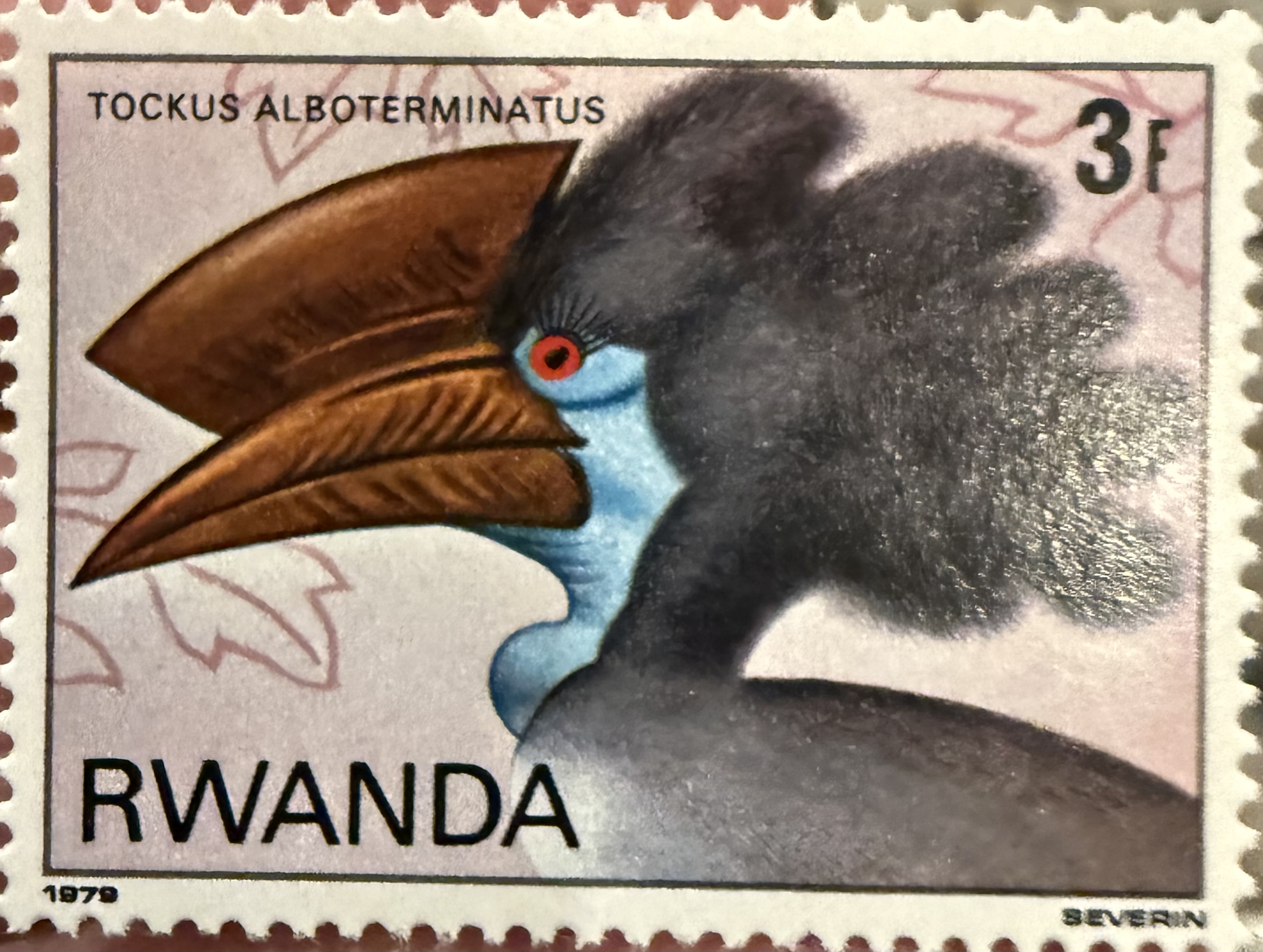 Black and White Casqued Hornbill