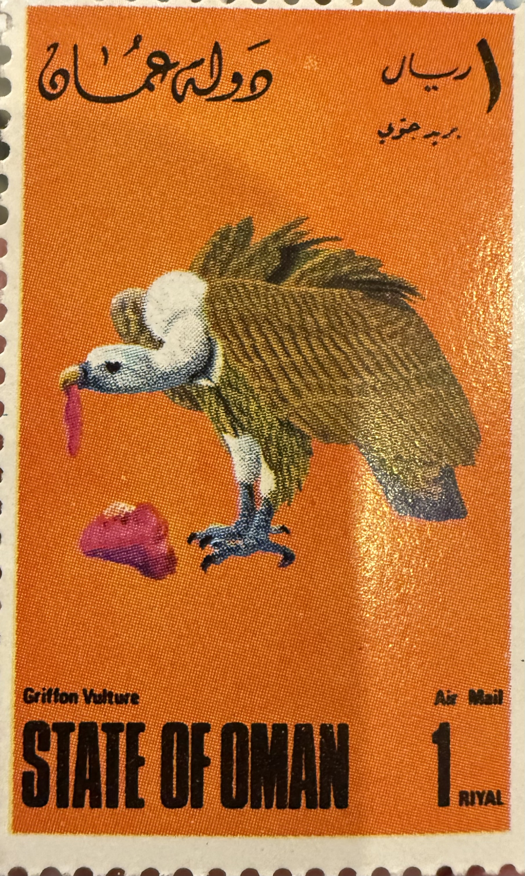 Griffin Vulture